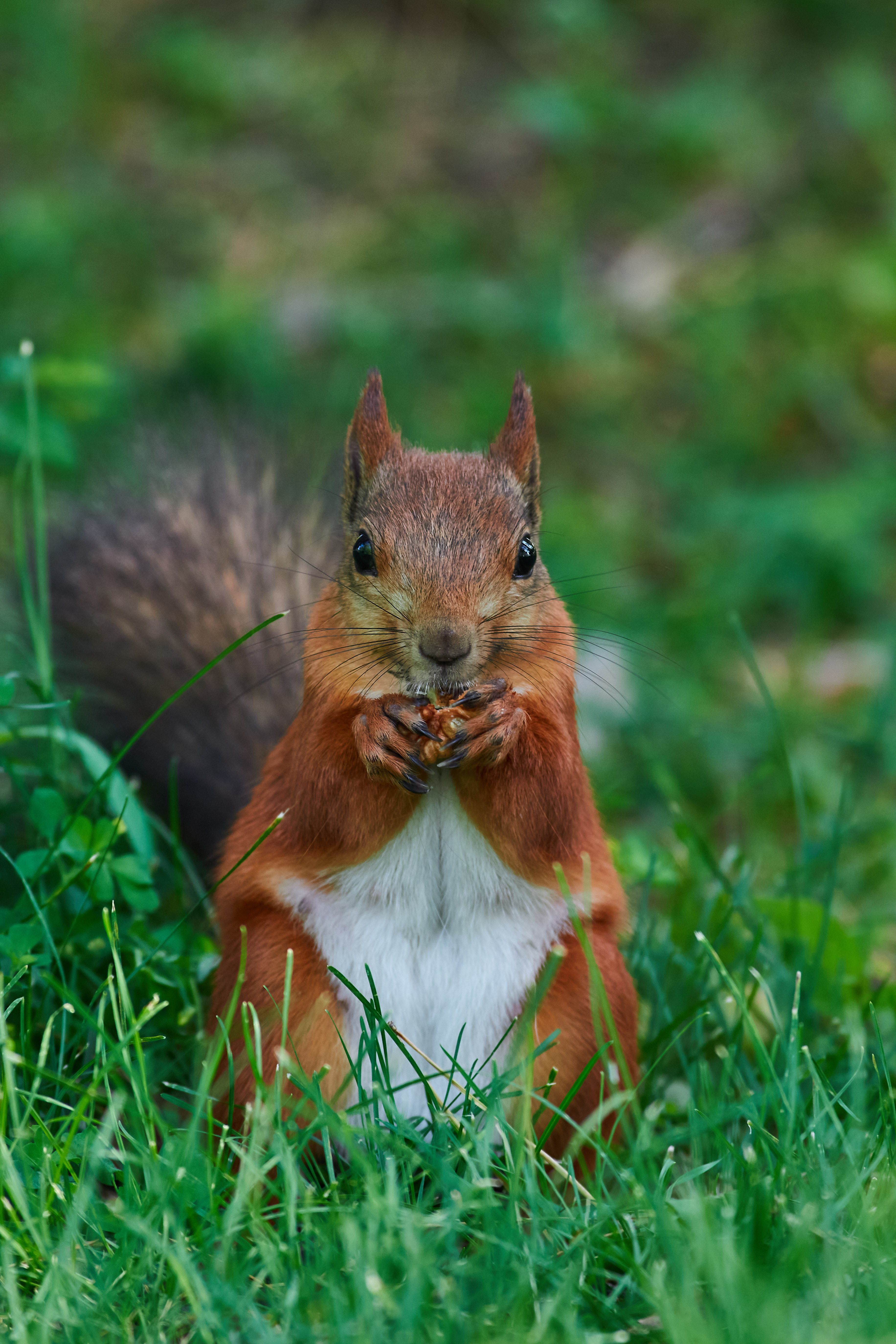 Sciurus vulgaris, volgograd, russia, wildlife, , Павел Сторчилов