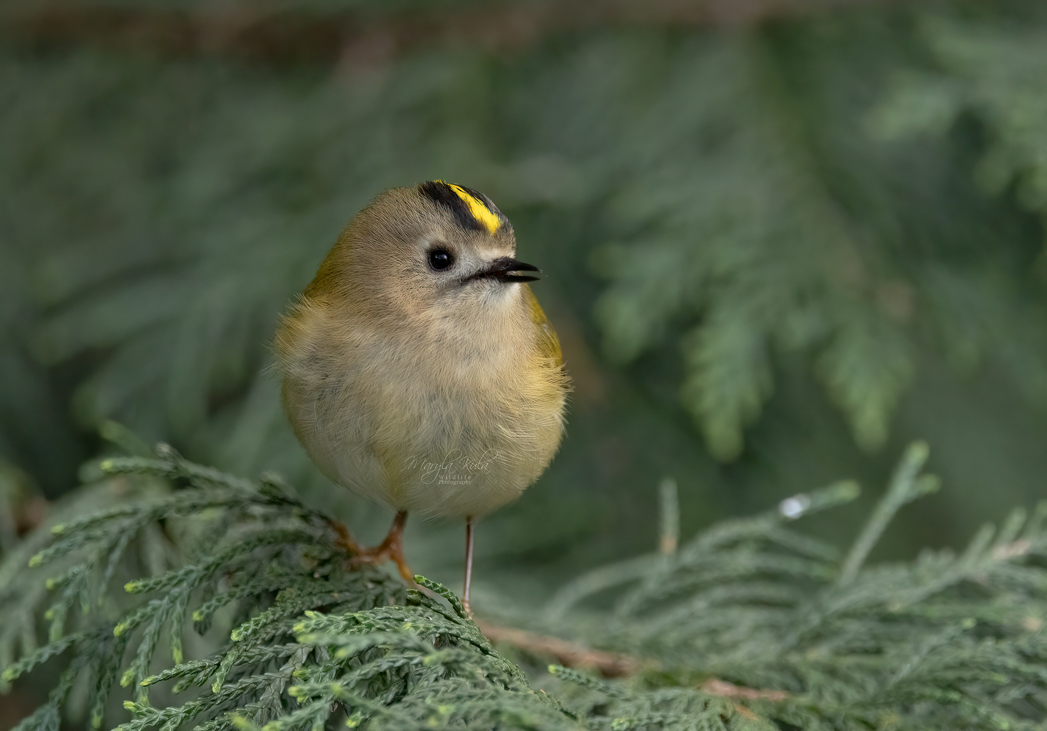 goldcrest, bird, nature, wildlife, canon, MARIA KULA