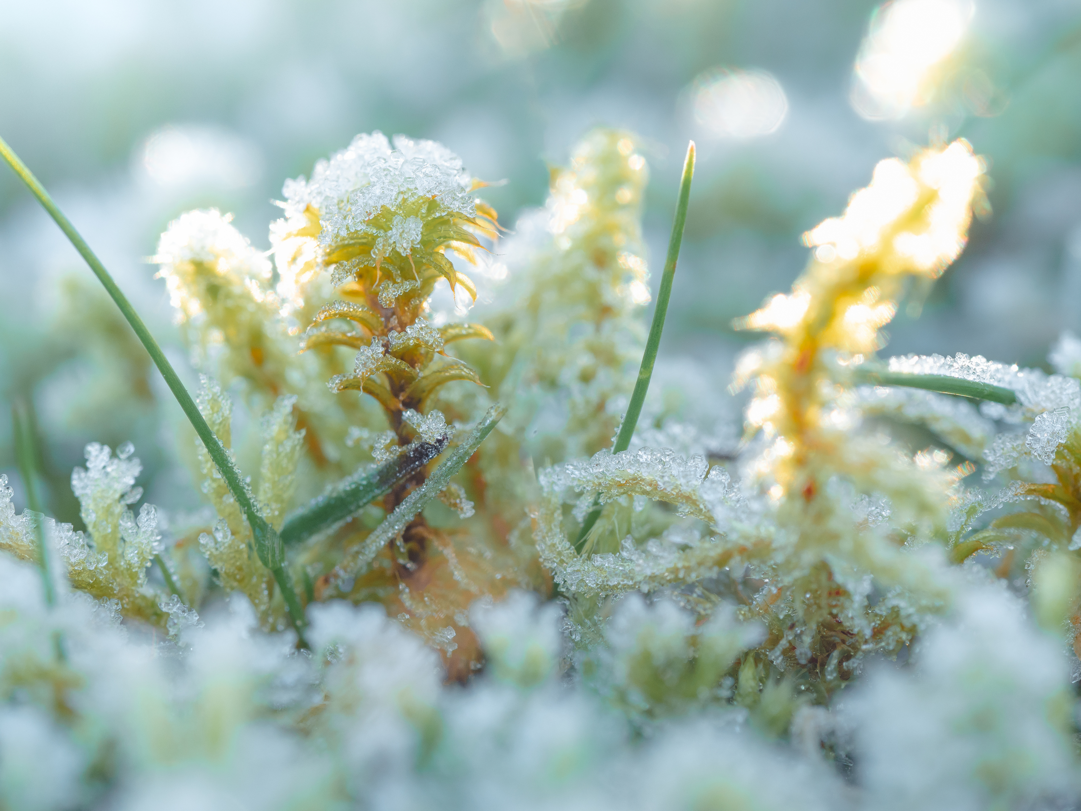 макро, мох, снег, весна, macro, moss, snow, spring, Irina Protchenko