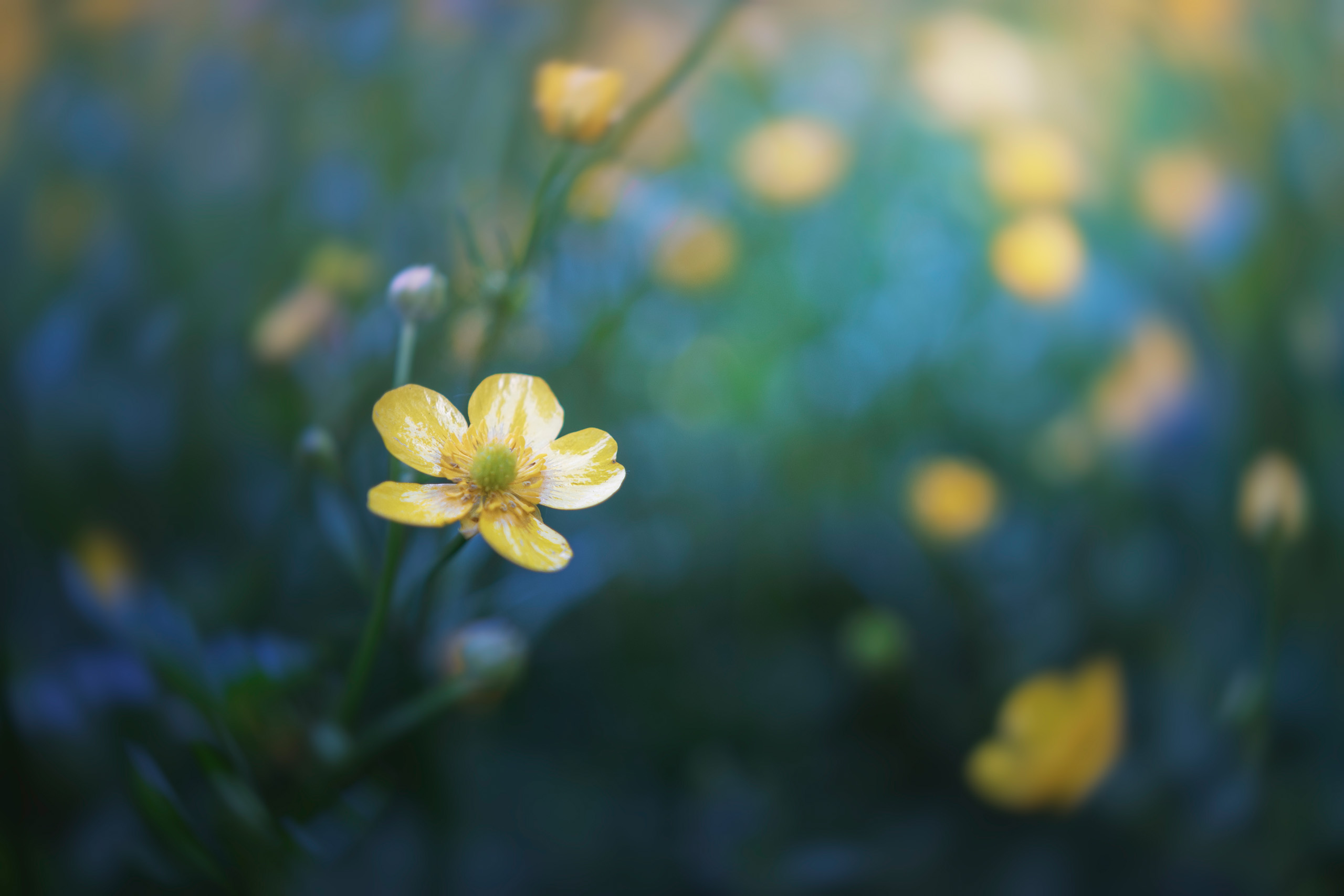 цветок, Валерий Вождаев