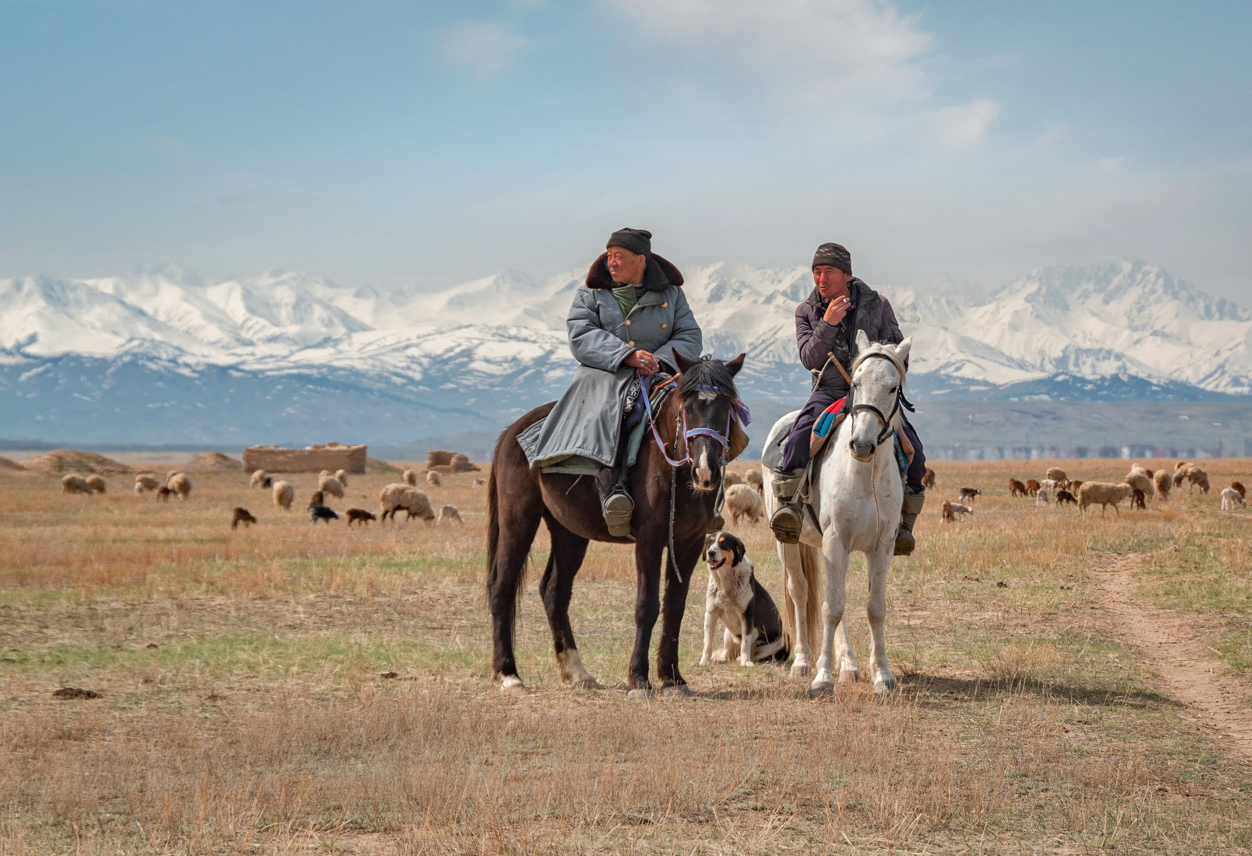 юго-восточный казахстан, северный тянь-шань, горы, чабаны, отара, собака, кони, Кетова Вера