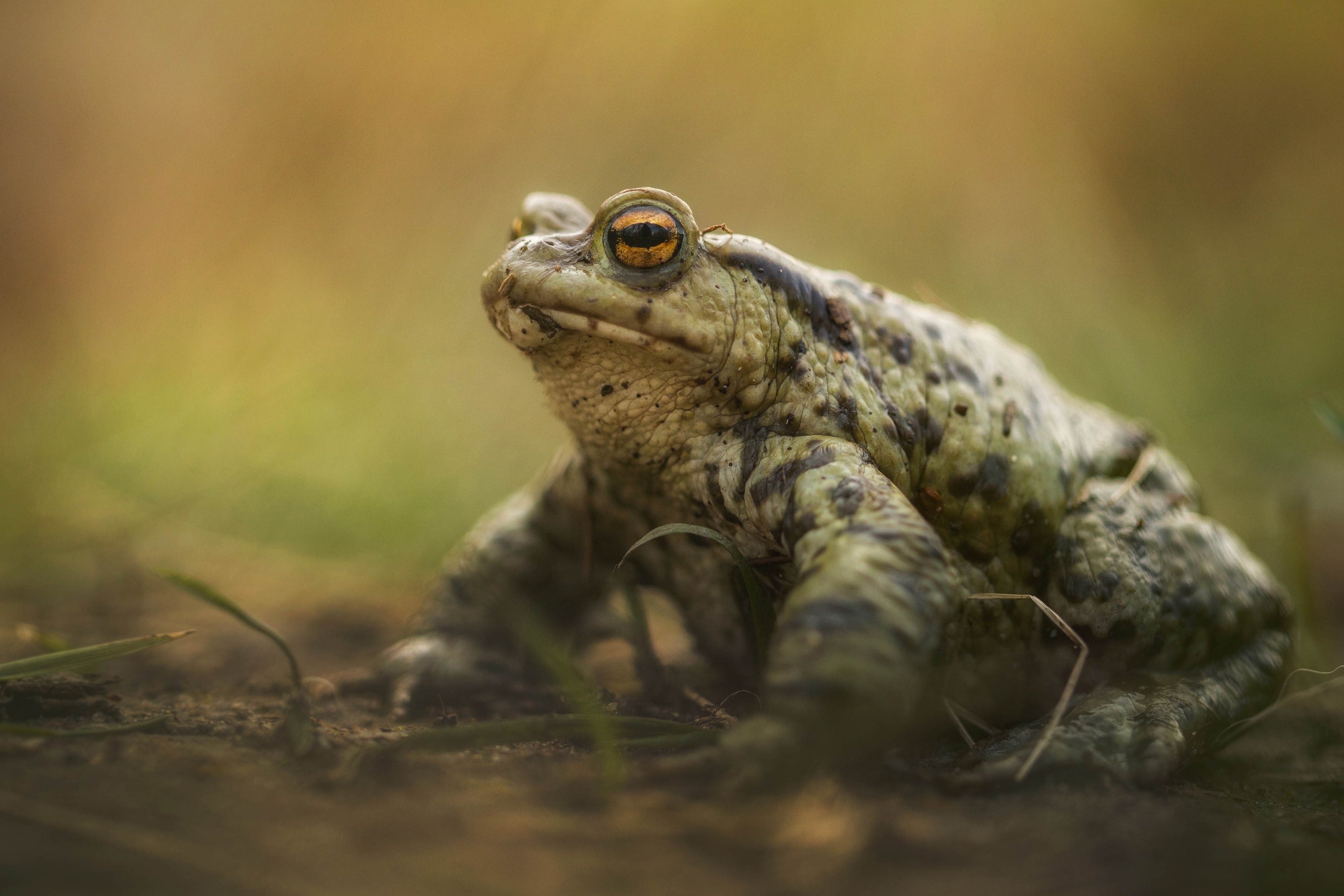 Photography, Toad, Close-up, Amphibian, Nature, Frog, Animal, Day, Wildlife, Damian Cyfka