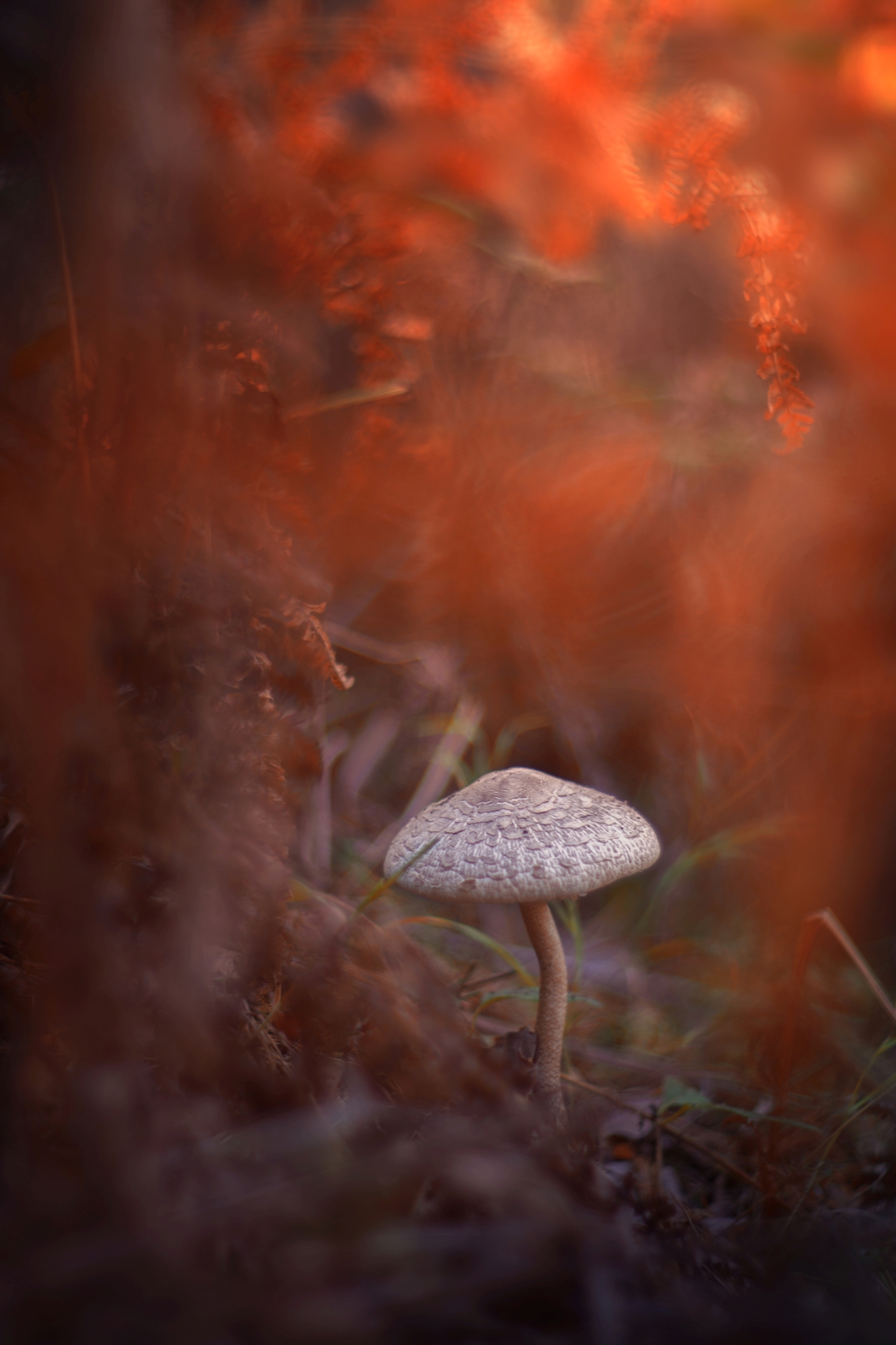 mushroom,dark,light,bokeh,nature,, Алексиев Борислав