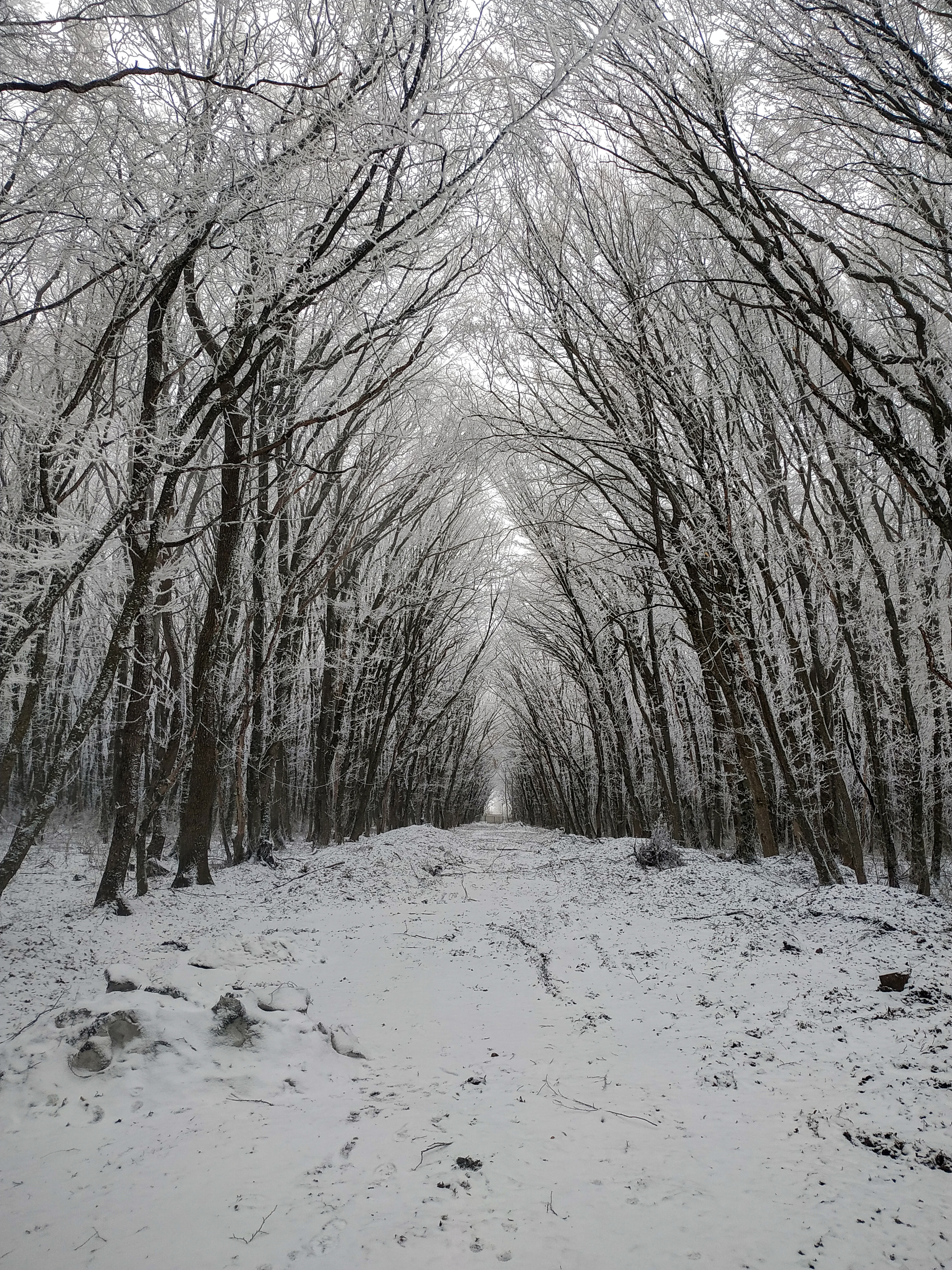Снег, зима , деревья., Виталий Маслов
