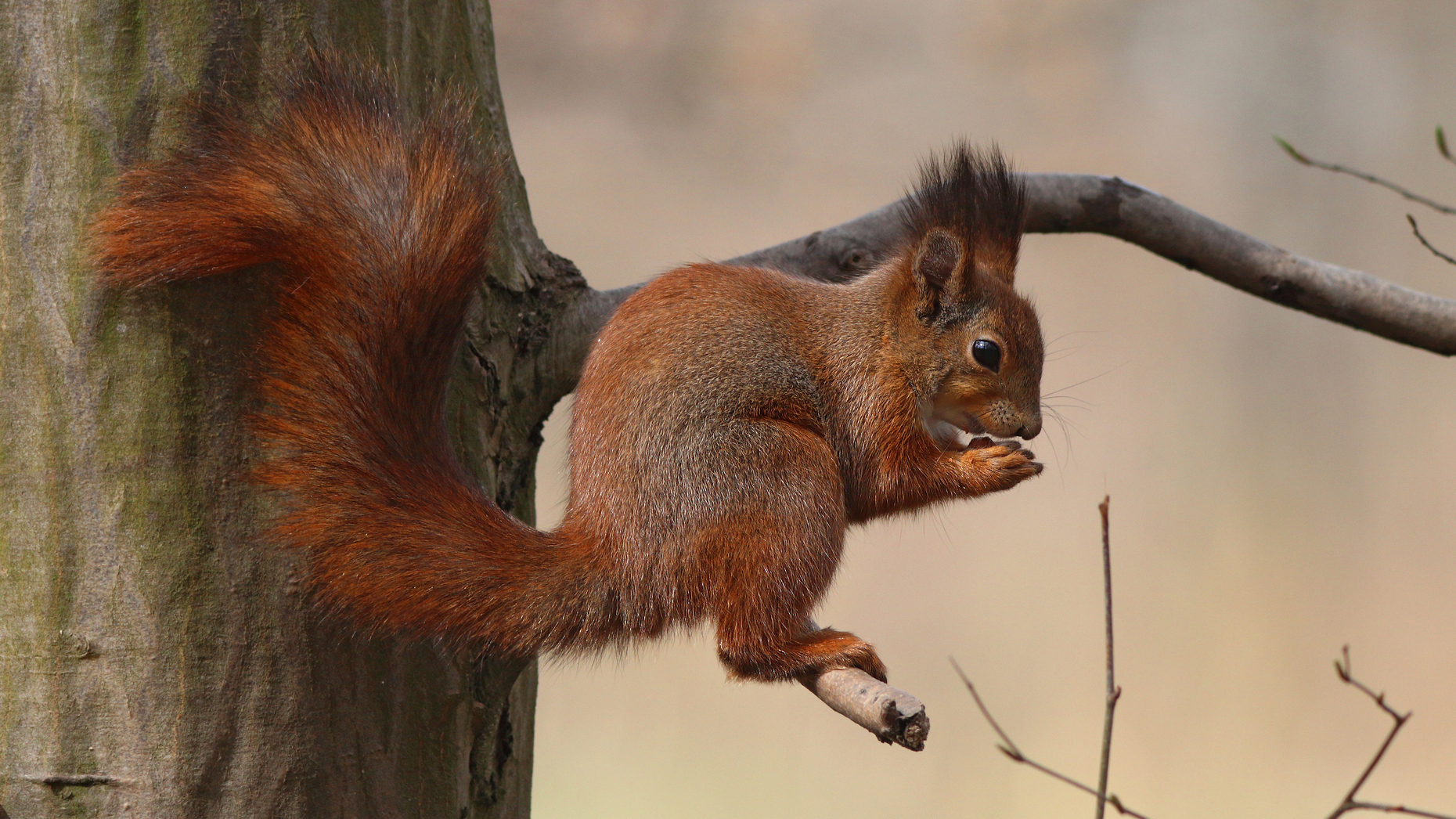 обыкновенная белка, sciurus vulgaris, red squirrel, парк имени макса ашманна, Бондаренко Георгий