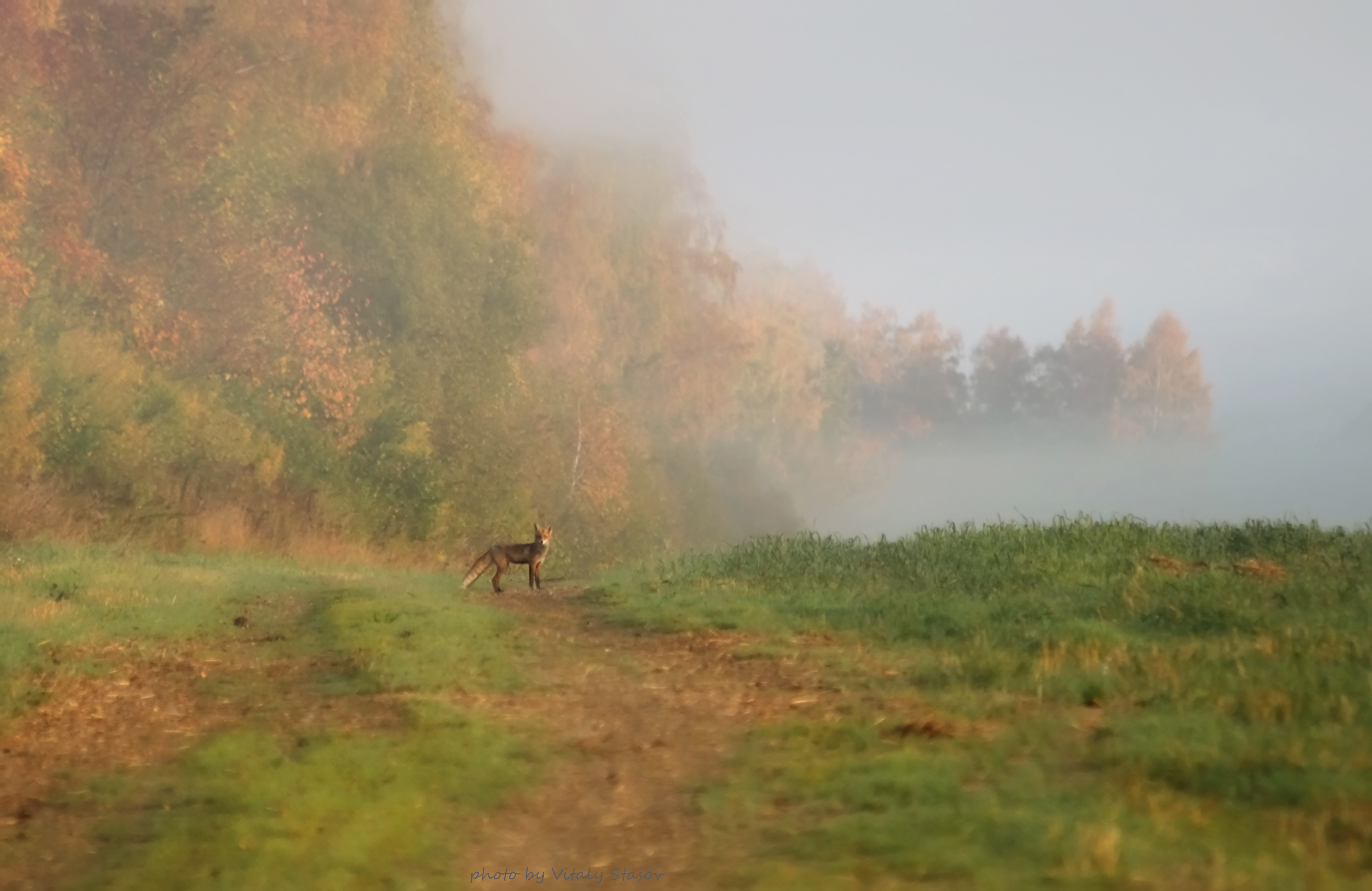 осень, туман, животные, лис, лиса, лисёнок, утро, поле, лес, Стасов Виталий