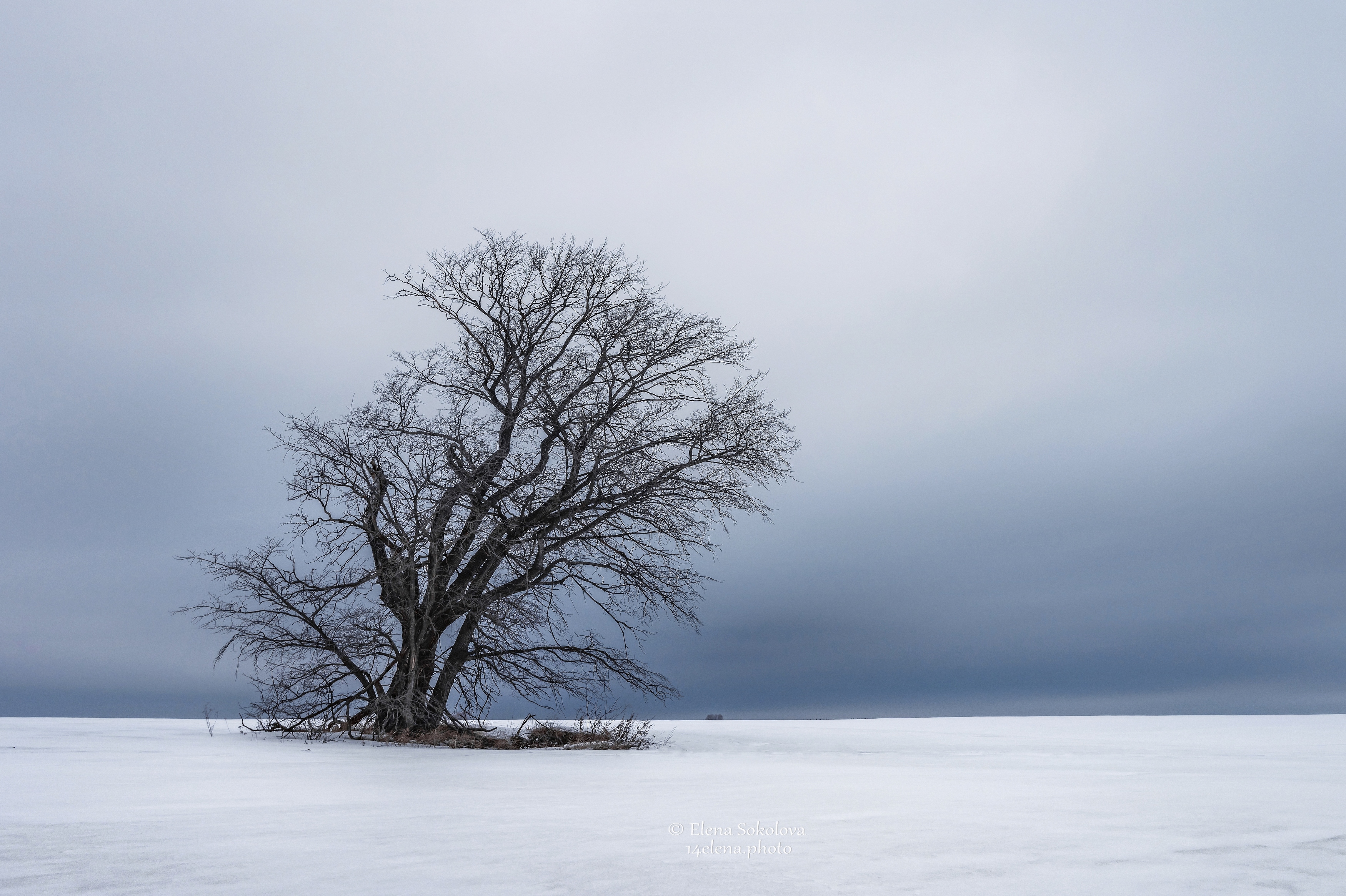 дерево, зима, вечна, снег, поле, Соколова Елена