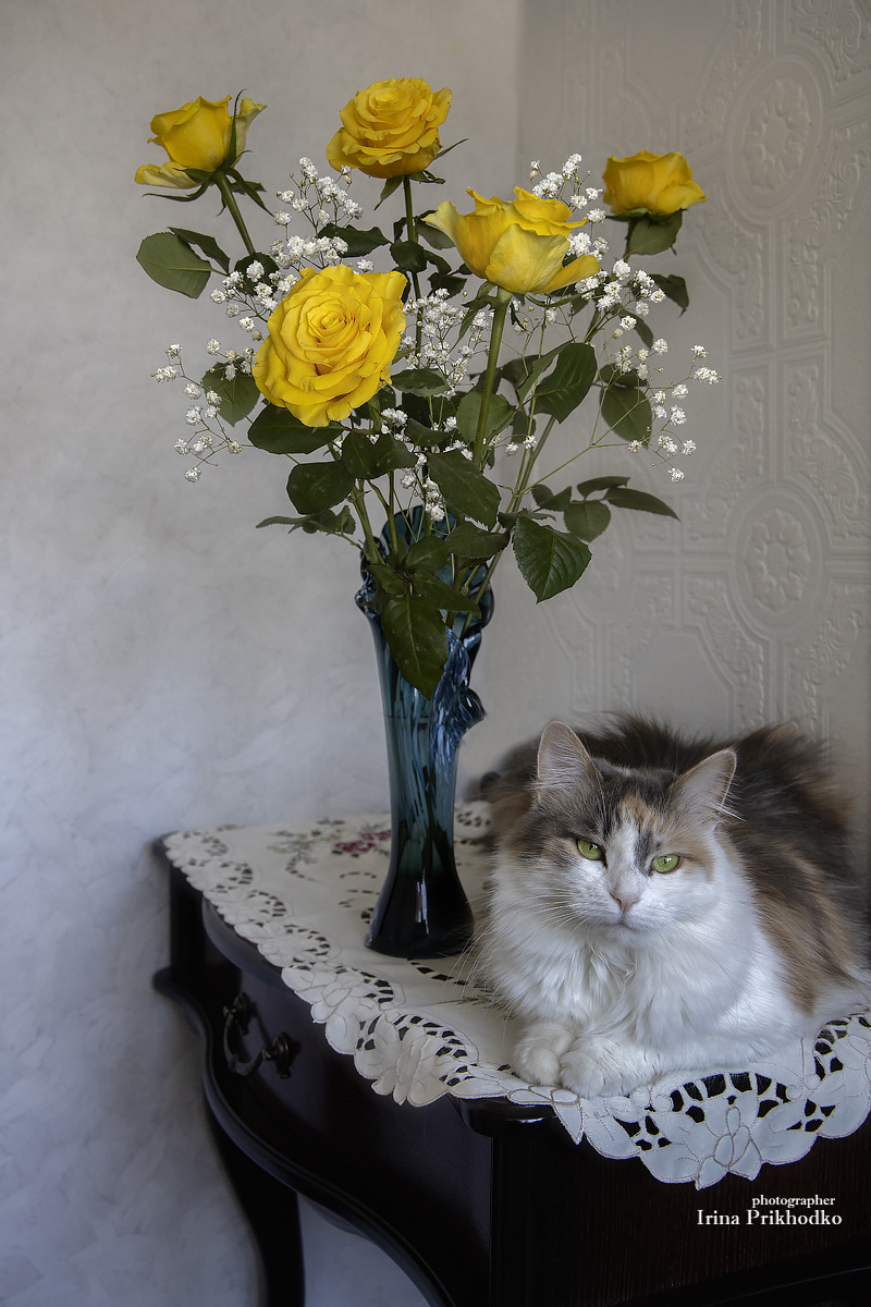 фото животных, розы, цветы, кошки, домашние питомцы, Приходько Ирина
