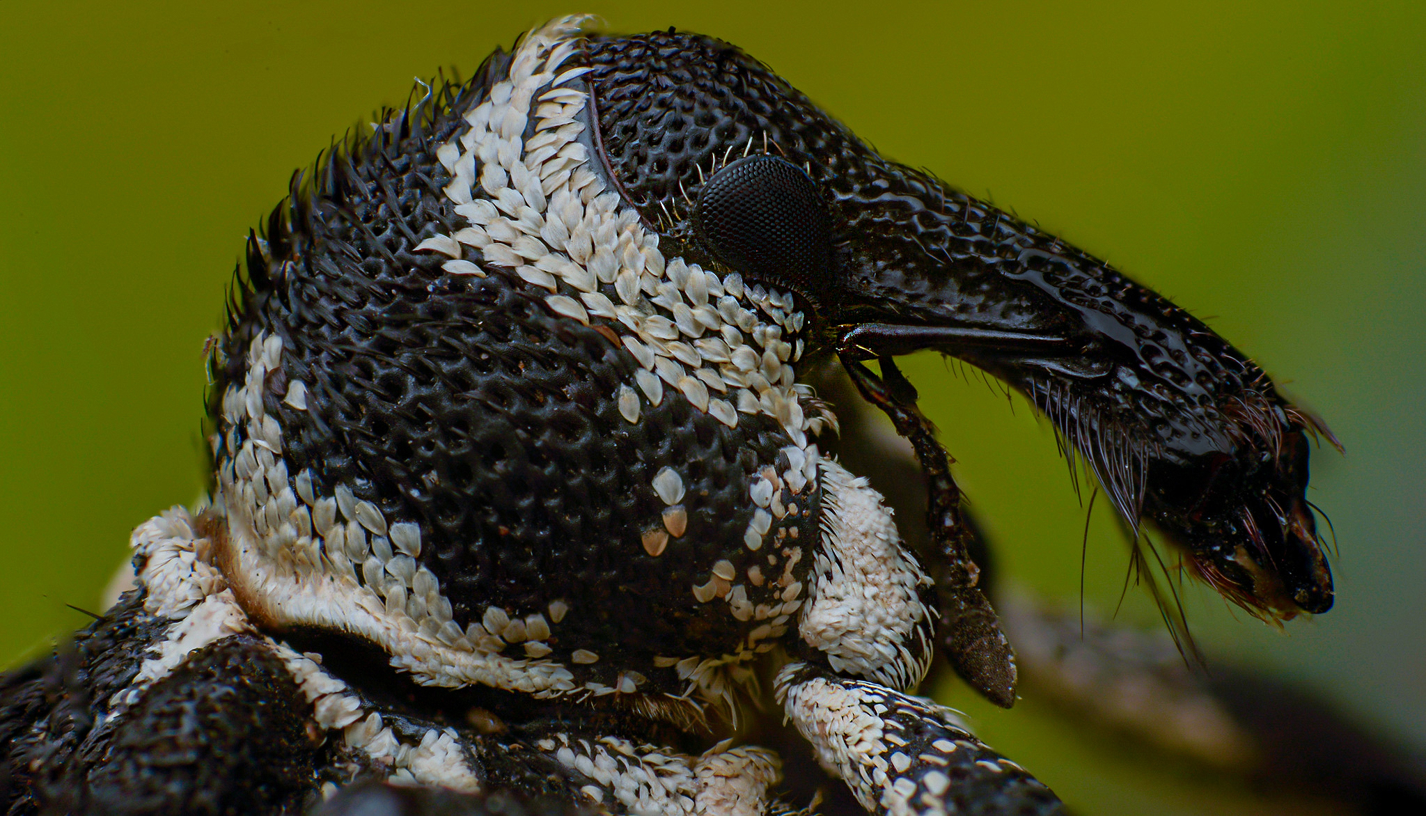 macro, nature, insect, weevil, Celis Norman