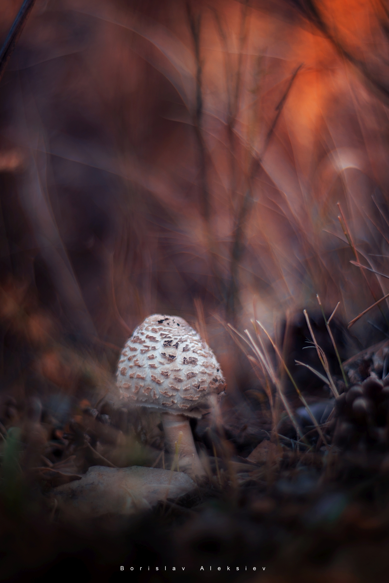 mushroom,dark,light,bokeh,nature,, Алексиев Борислав