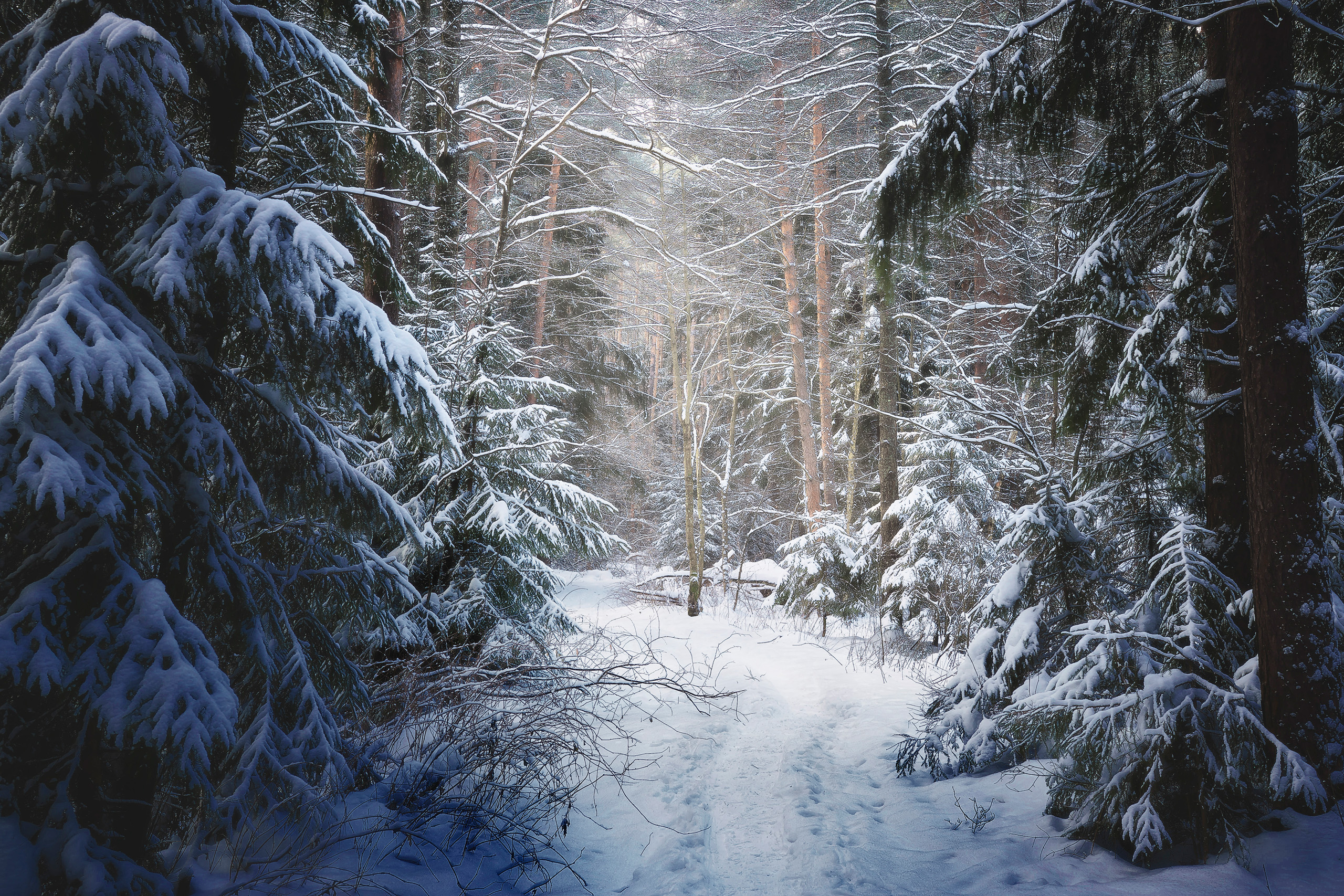 лес, зима, снег, Валерий Вождаев