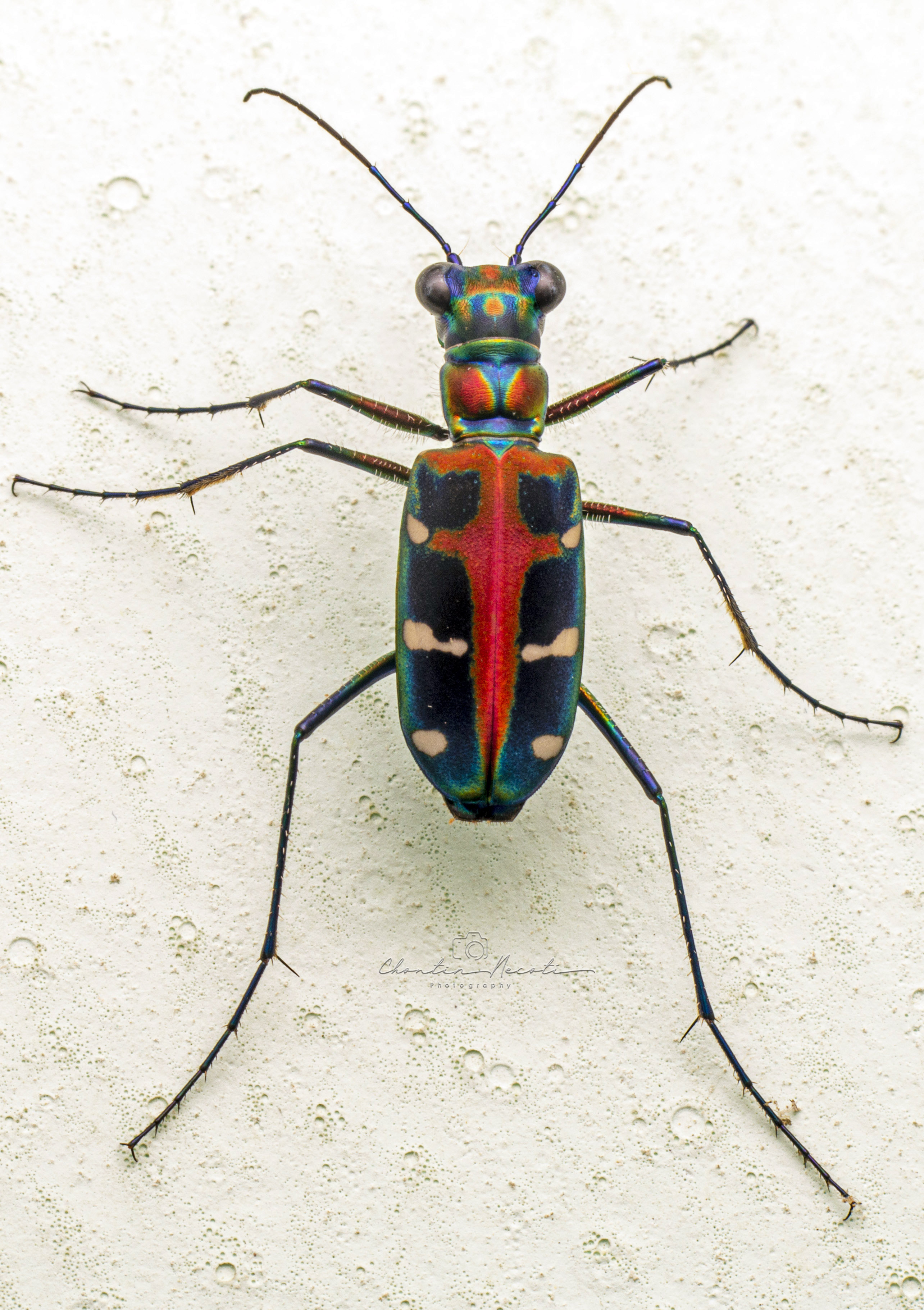 Tiger beetle, animal, macro, focus, color, wall, insect, fast, garden, nature, natural, NeCoTi ChonTin