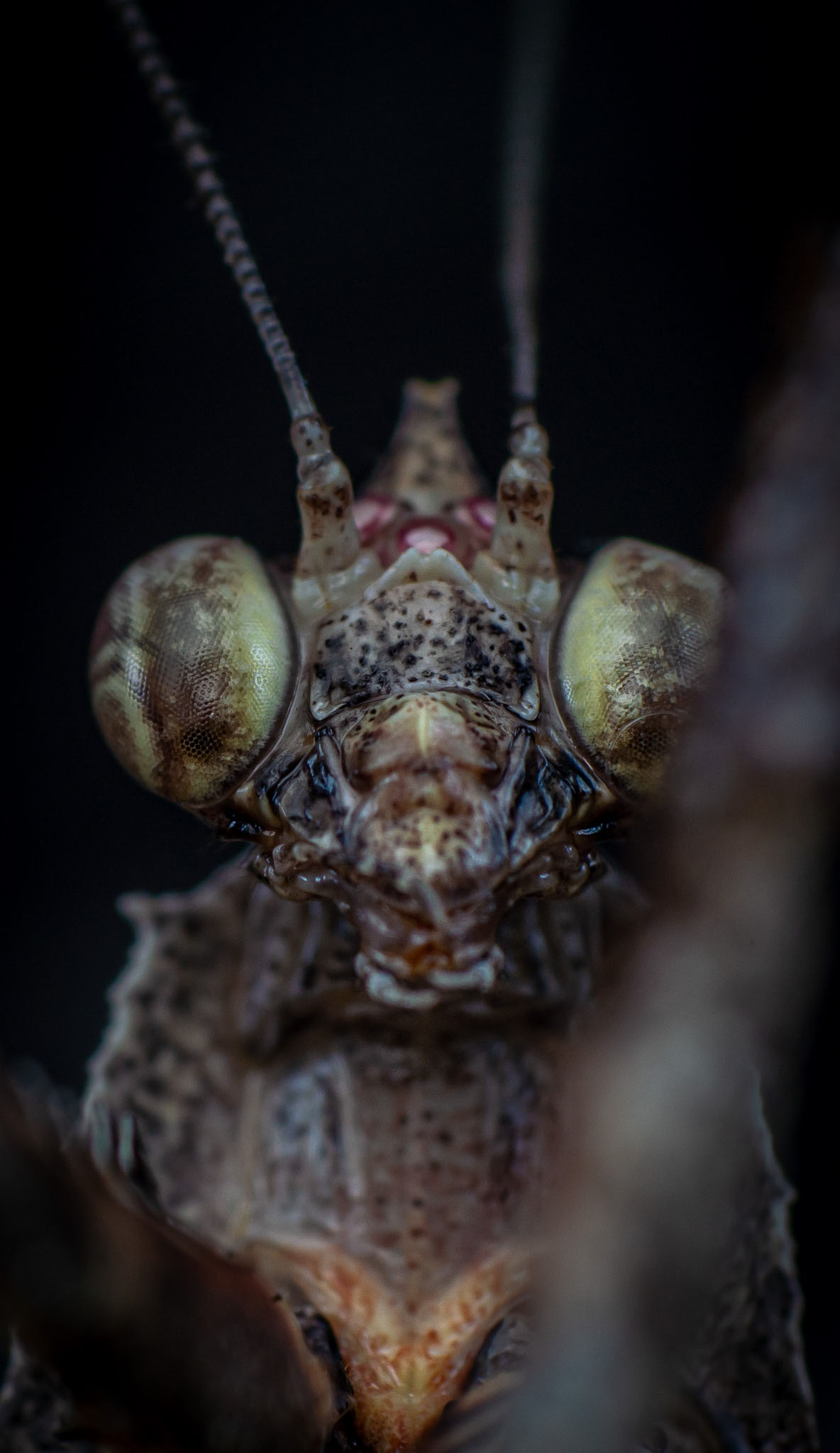 macro, nature, mantis, insect, Celis Norman