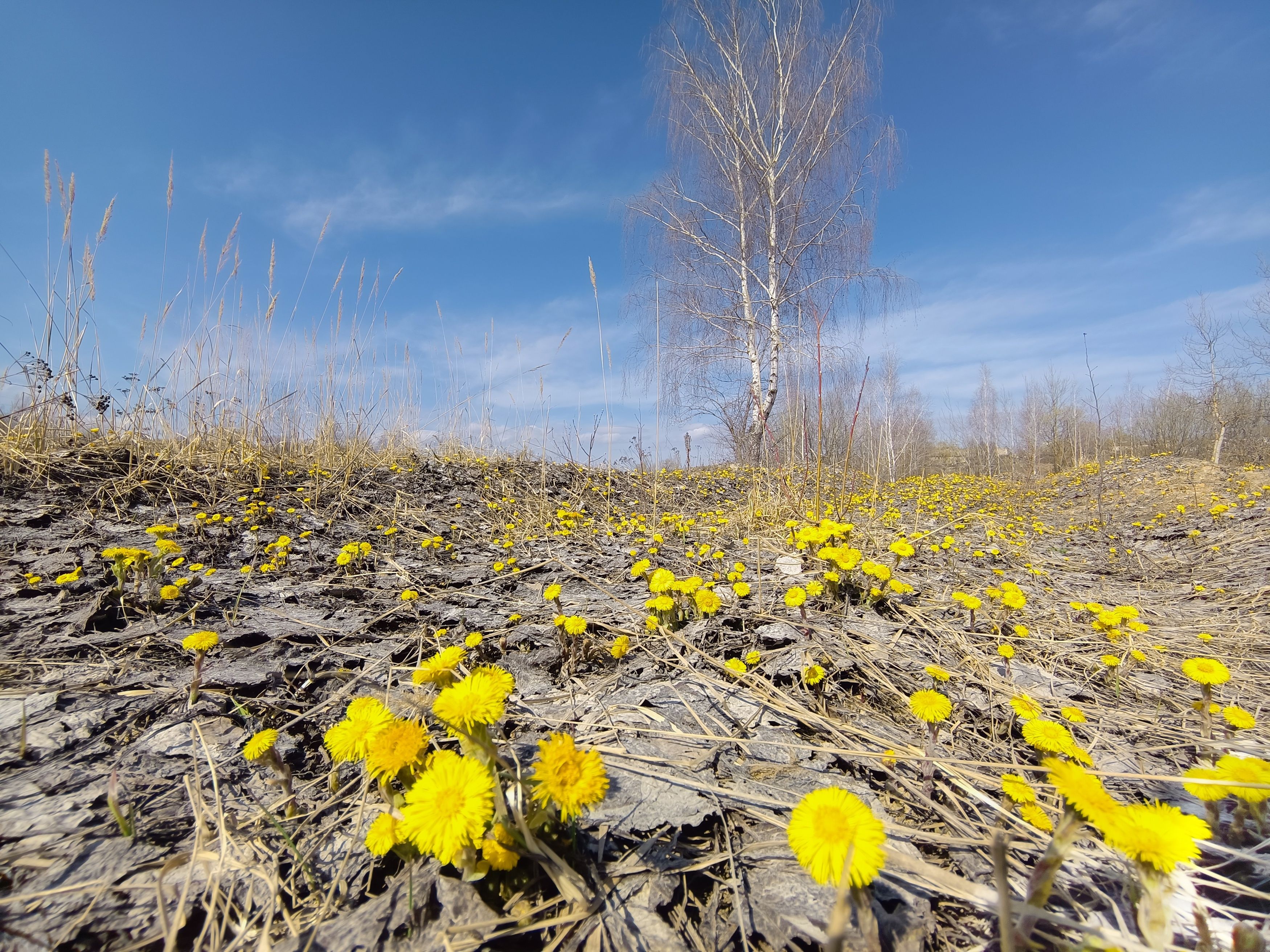 , Кондрашова Светлана