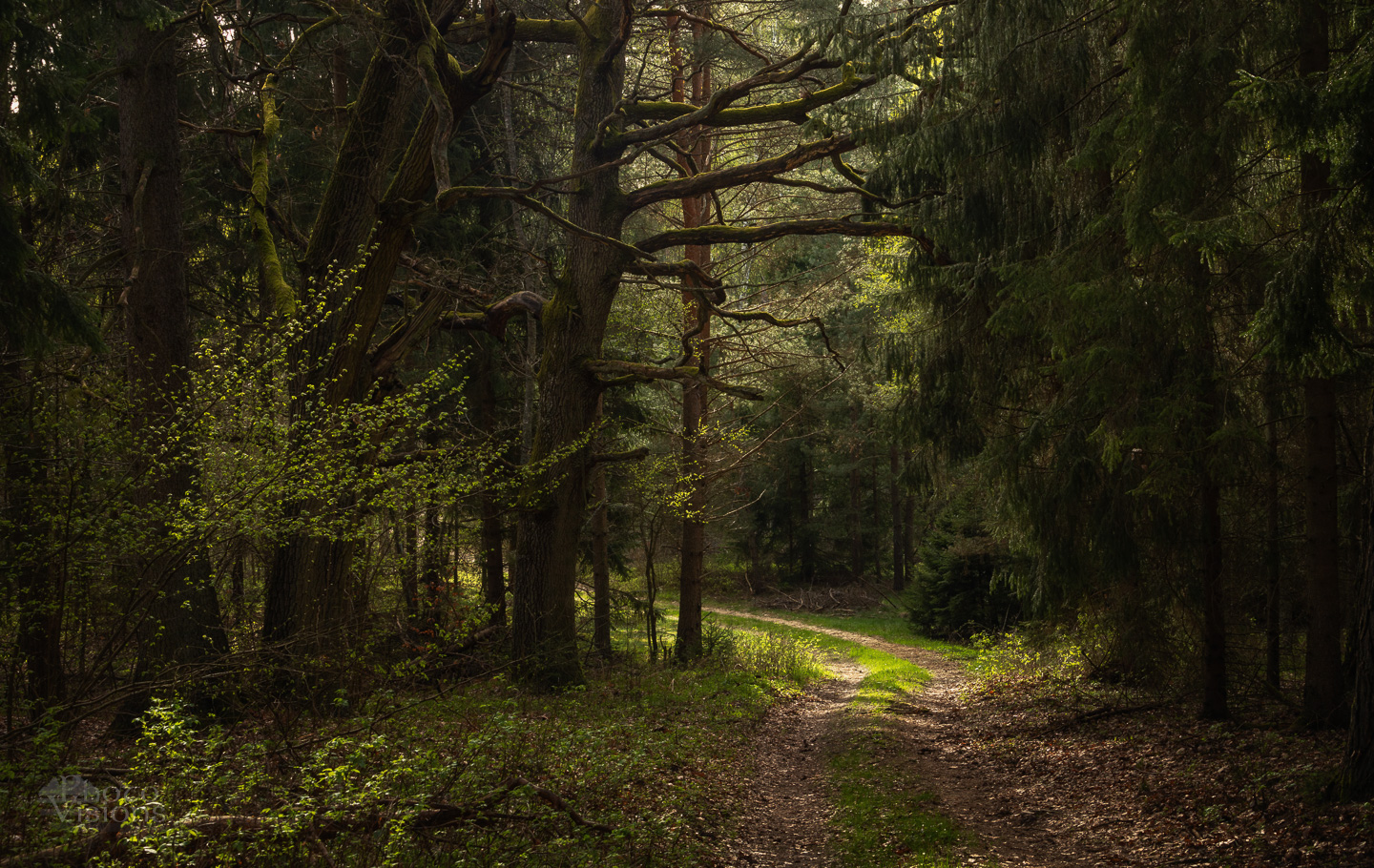forest,woods,spring,springtime,trees,tree,green,landscape,nature,, Photo Visions