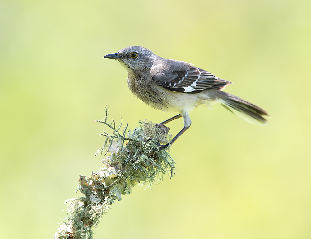 northern mockingbird, многоголосый пересмешник, пересмешник, весна, Etkind Elizabeth