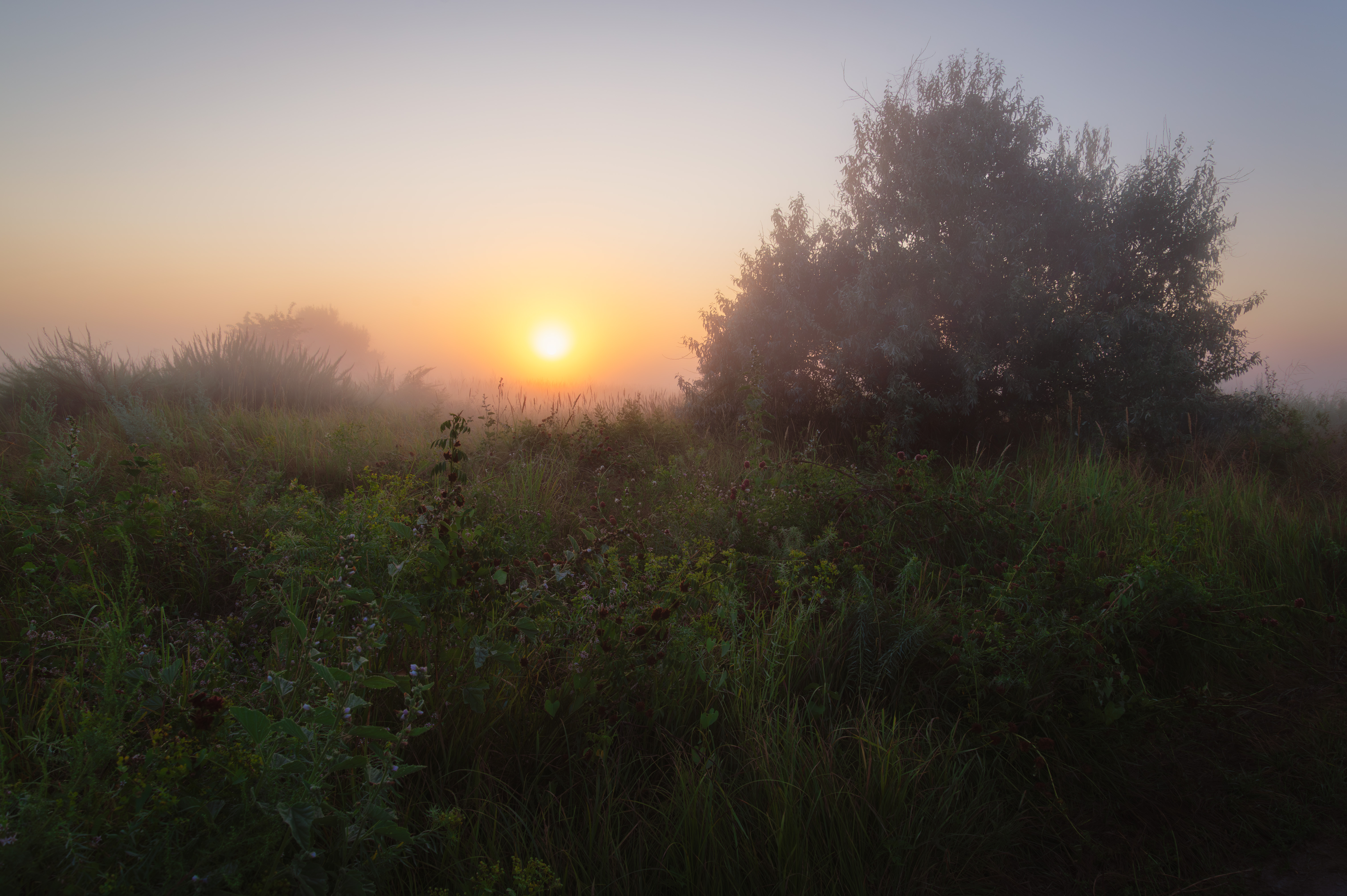 dawn, fog, steppe, sunlight, grass, meadow, landscape, spring,, Бугримов Егор