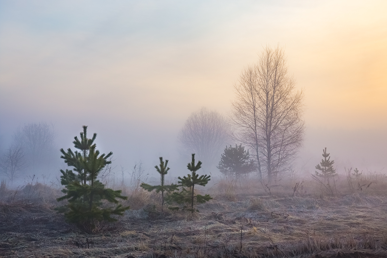 утро туман весна апрель поле сосенко серково, Алексеев Дмитрий