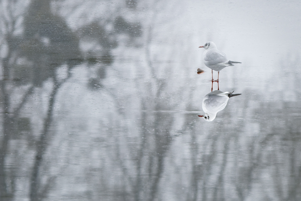 птица, чайка, bird, seagull, отражение, reflection, Хилько Марина