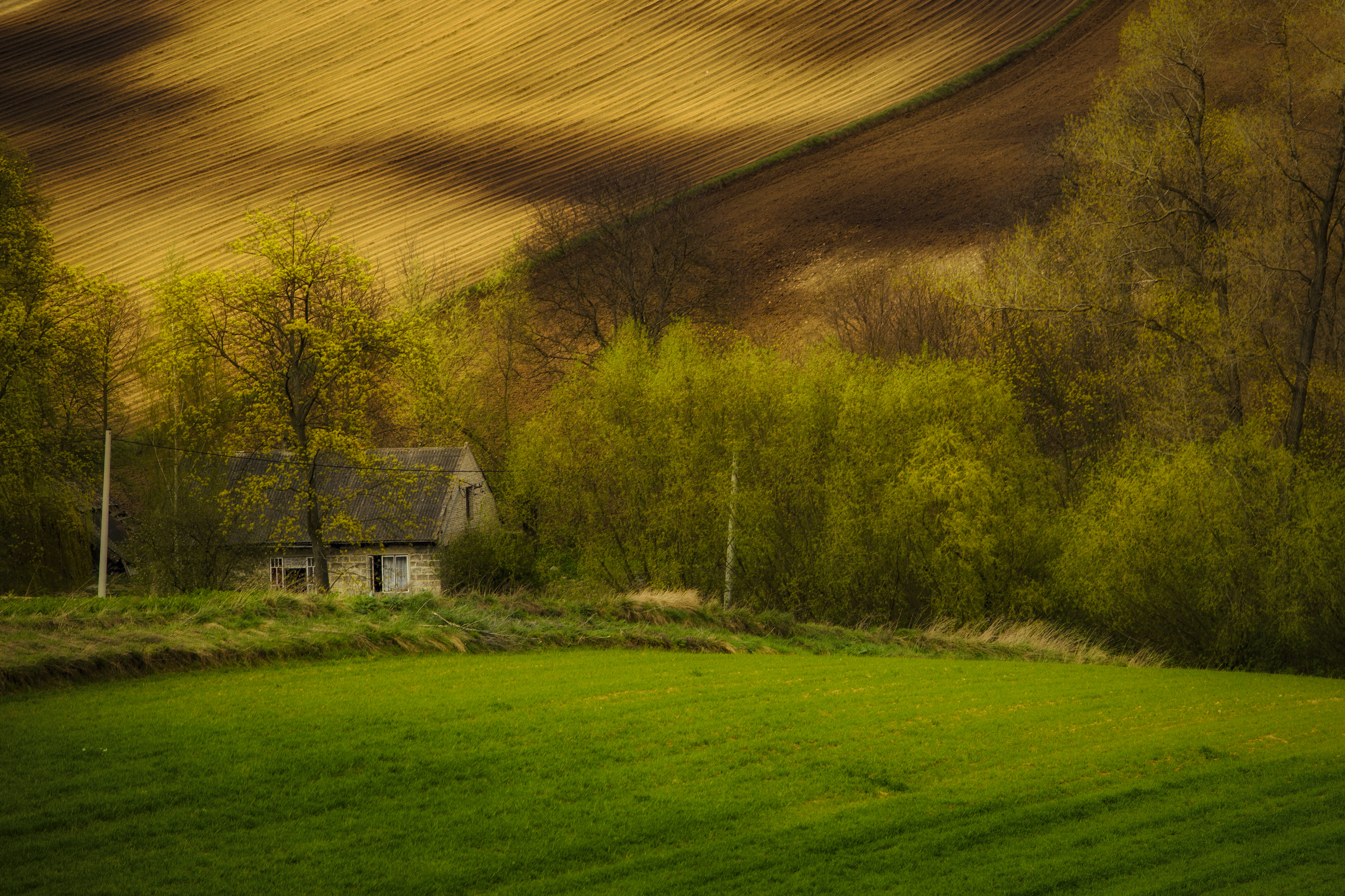 Tree, Nature, Grass, Day, Agriculture, Rural, Village, Field, Hill, Landscape, Ponidzie, Poland, Damian Cyfka
