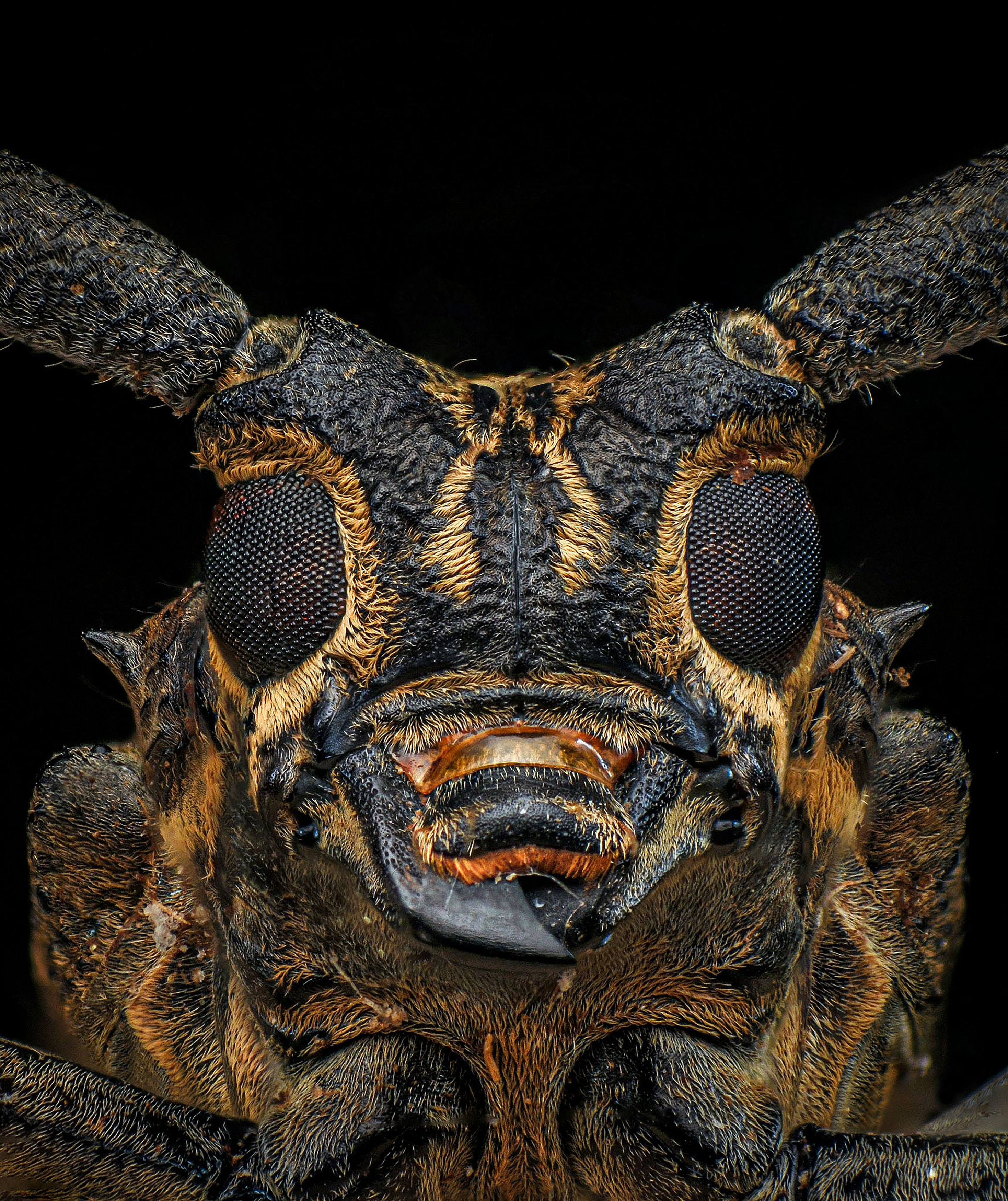 macro, nature, insect, bugs, longhorn beetle, Celis Norman
