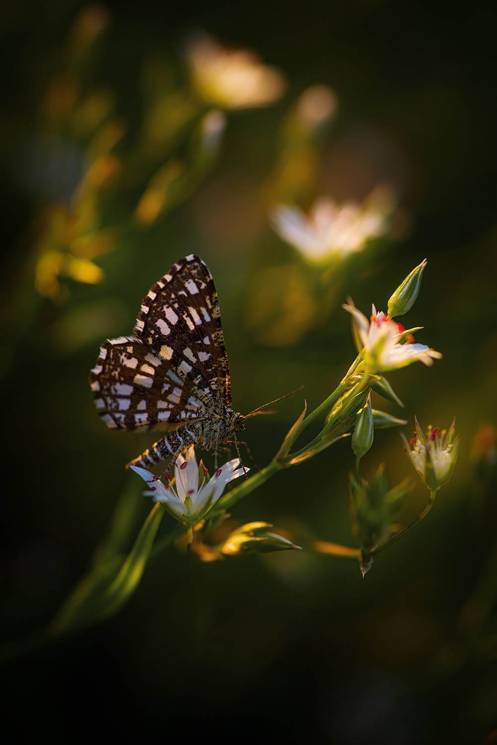 бабочка, мотылек, цветы, лето, Марина Мурашова