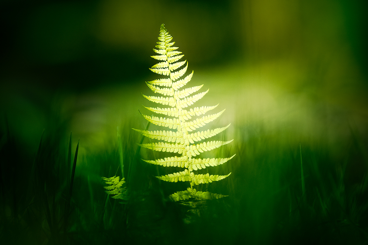 leaf, fern, nature, light, Wojciech Grzanka
