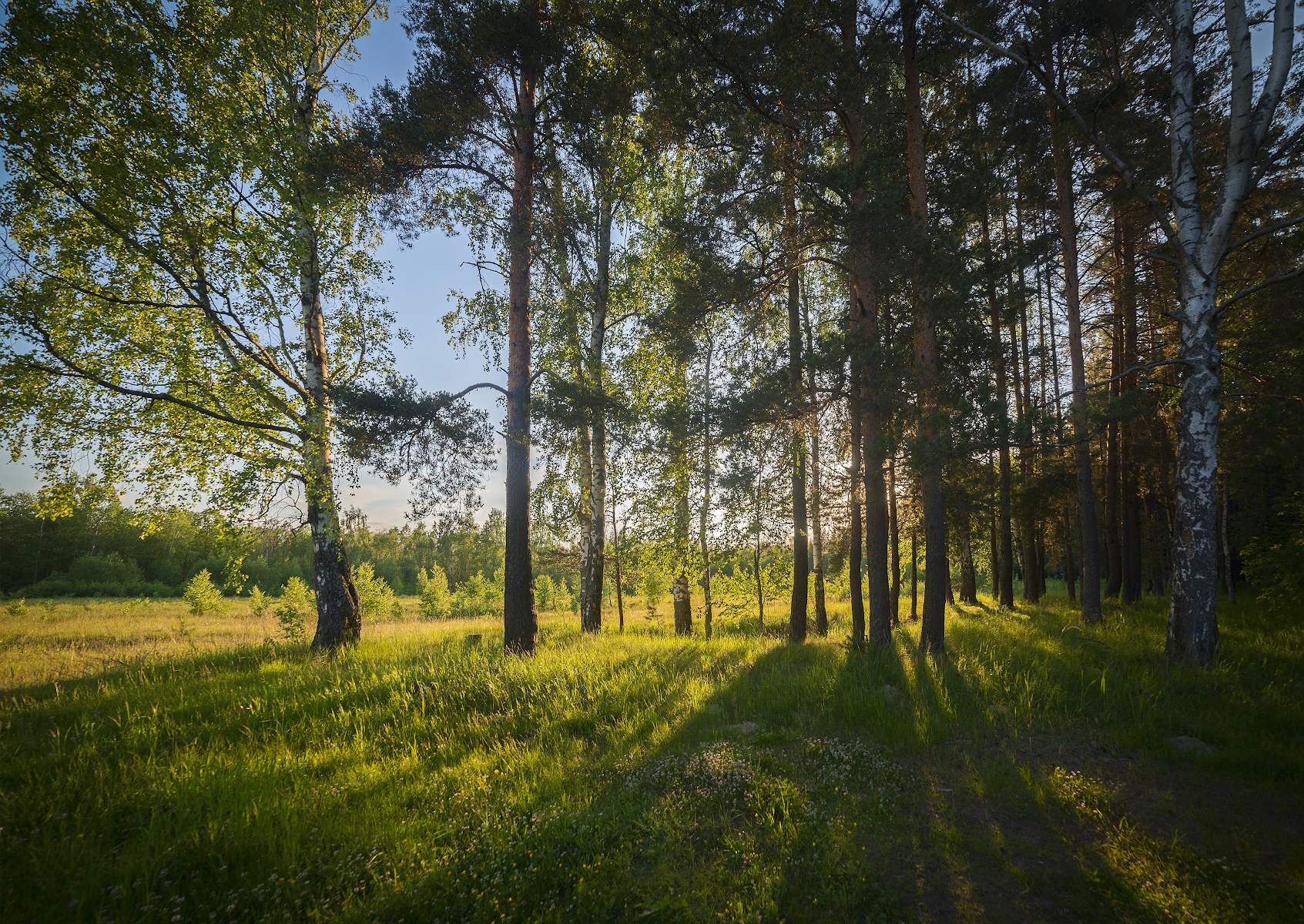 лес, вечер, июнь, Сергей Аникин