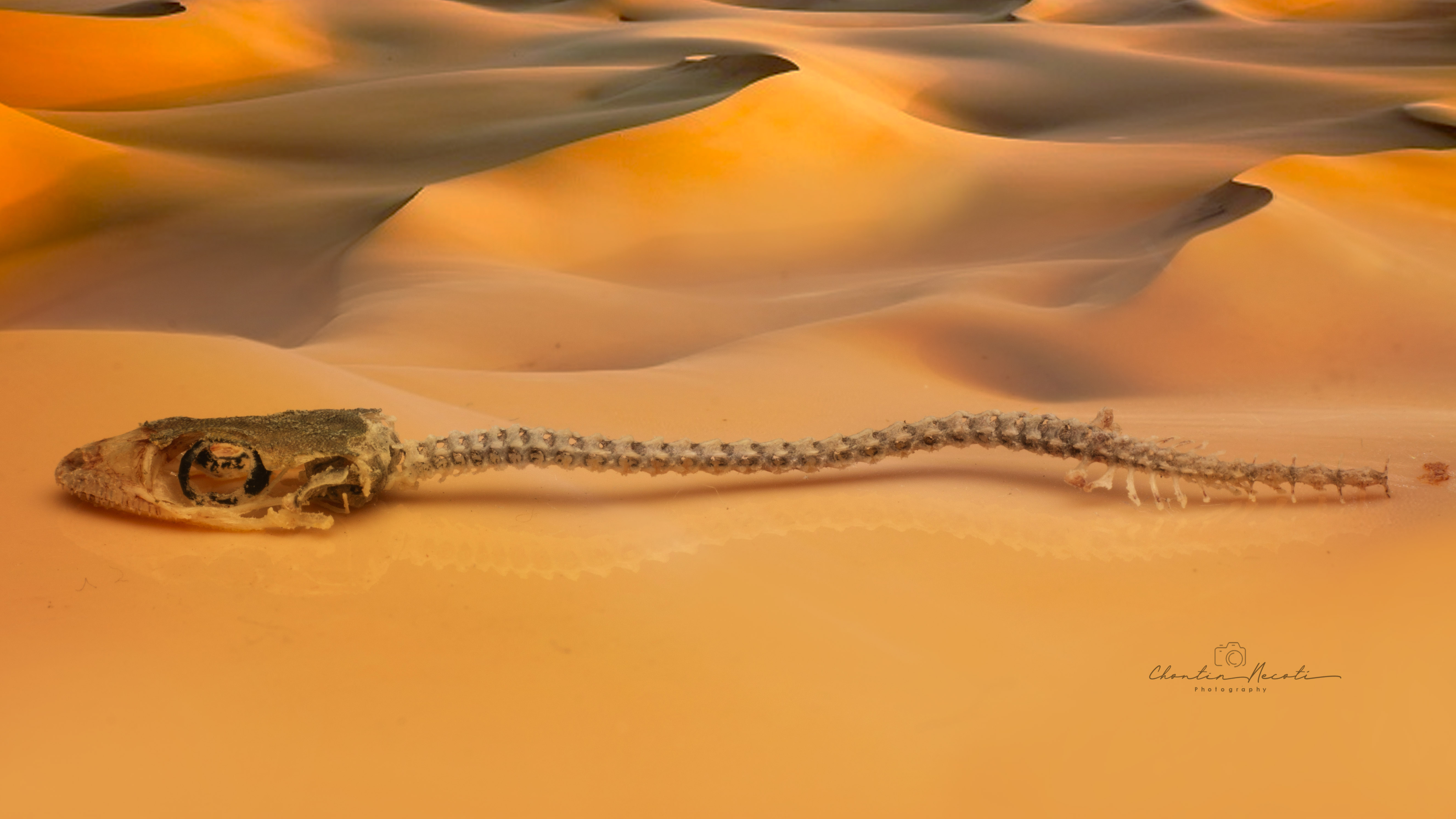 lizard, skeleton, sand, desert, nature, macro, animal, life, live, yellow, beautiful, NeCoTi ChonTin