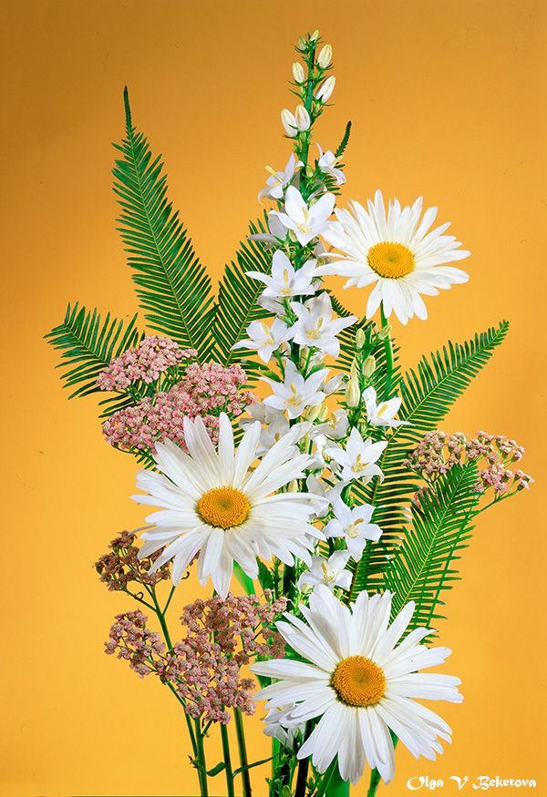 цветы, букет, ромашки, Бекетова Ольга
