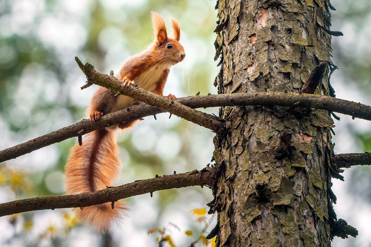Squirrel, wildlife, nature, forest, Wojciech Grzanka