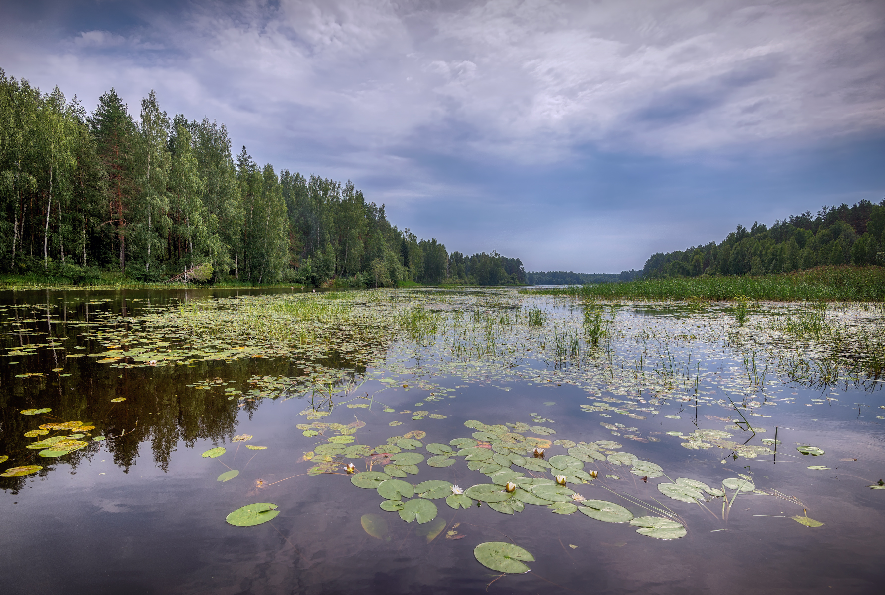 лес, река, кувшинки, лето, Сергей Аникин