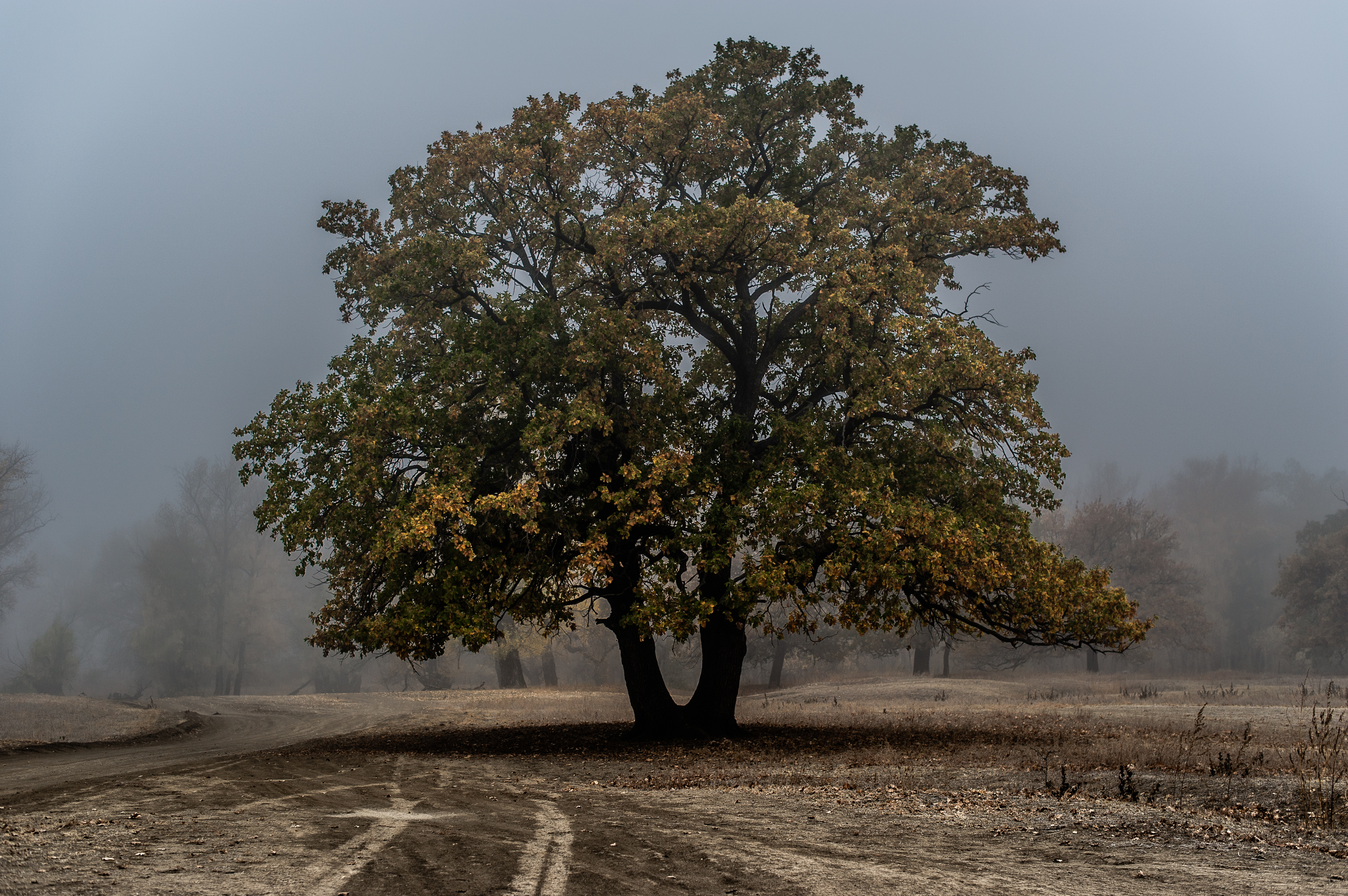 дуб, осень, туман, пейзаж, Vasilev Roman