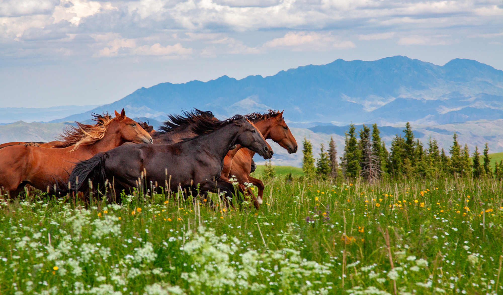Казахстан, лошади, скачут, скорость, горы, трава, зеленая, Andrey Shishkalov