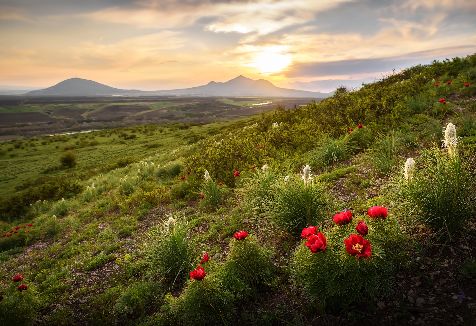 кавказ, горы, бештау, цветы, весна, Zakharov Armen