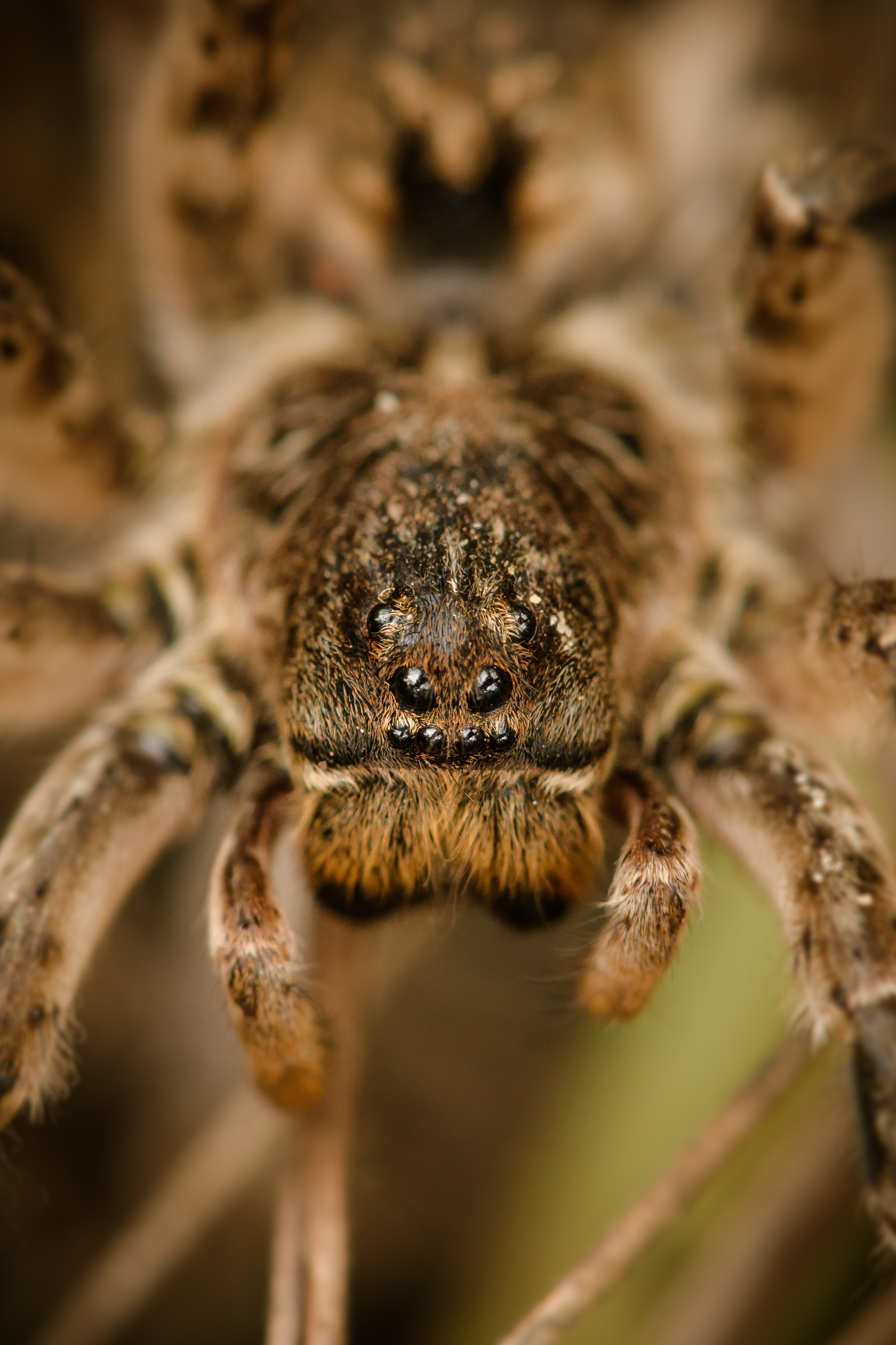 Южнорусский тарантул, Lycosa singoriensis, Соварцева Ксения