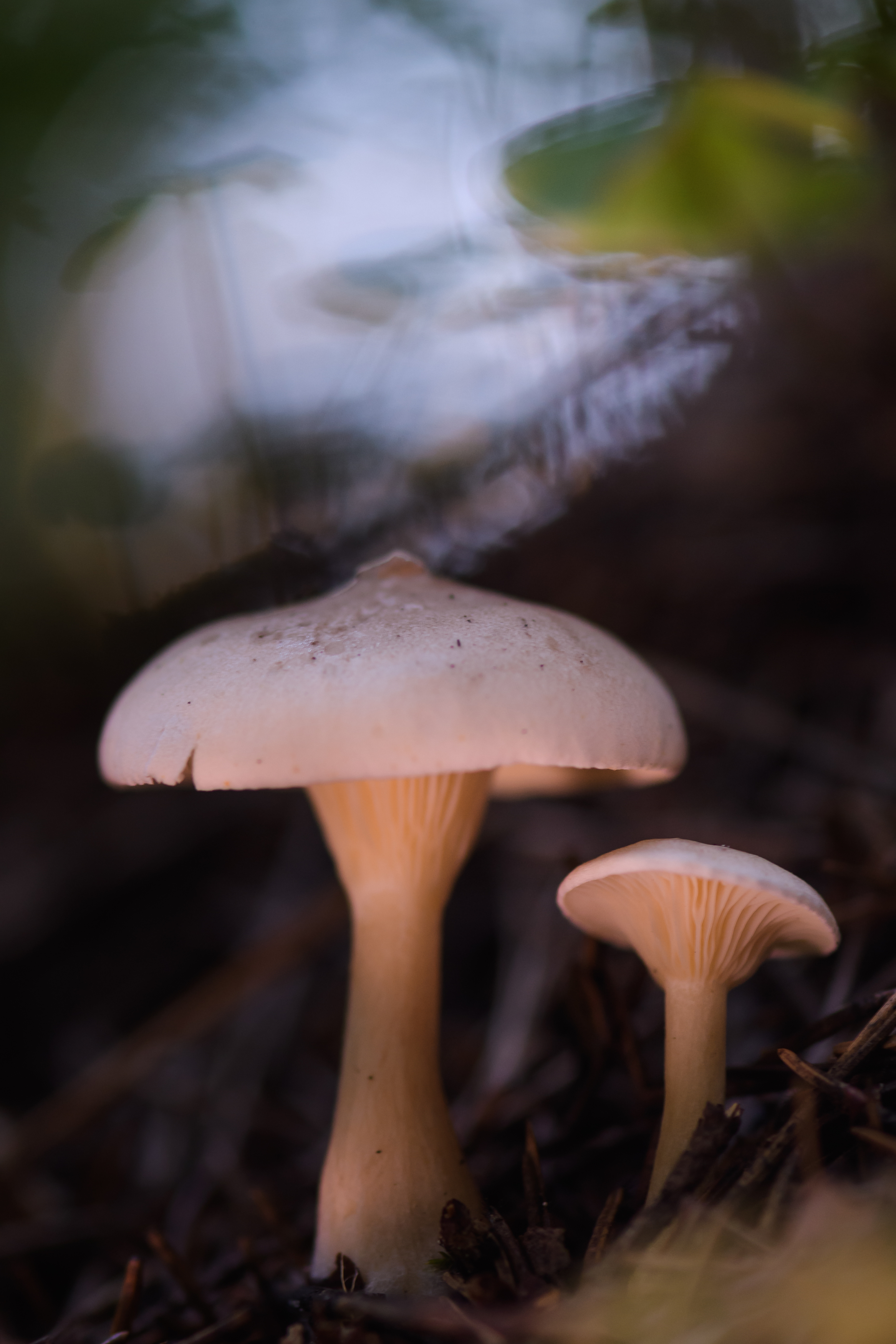 грибы, Соварцева Ксения