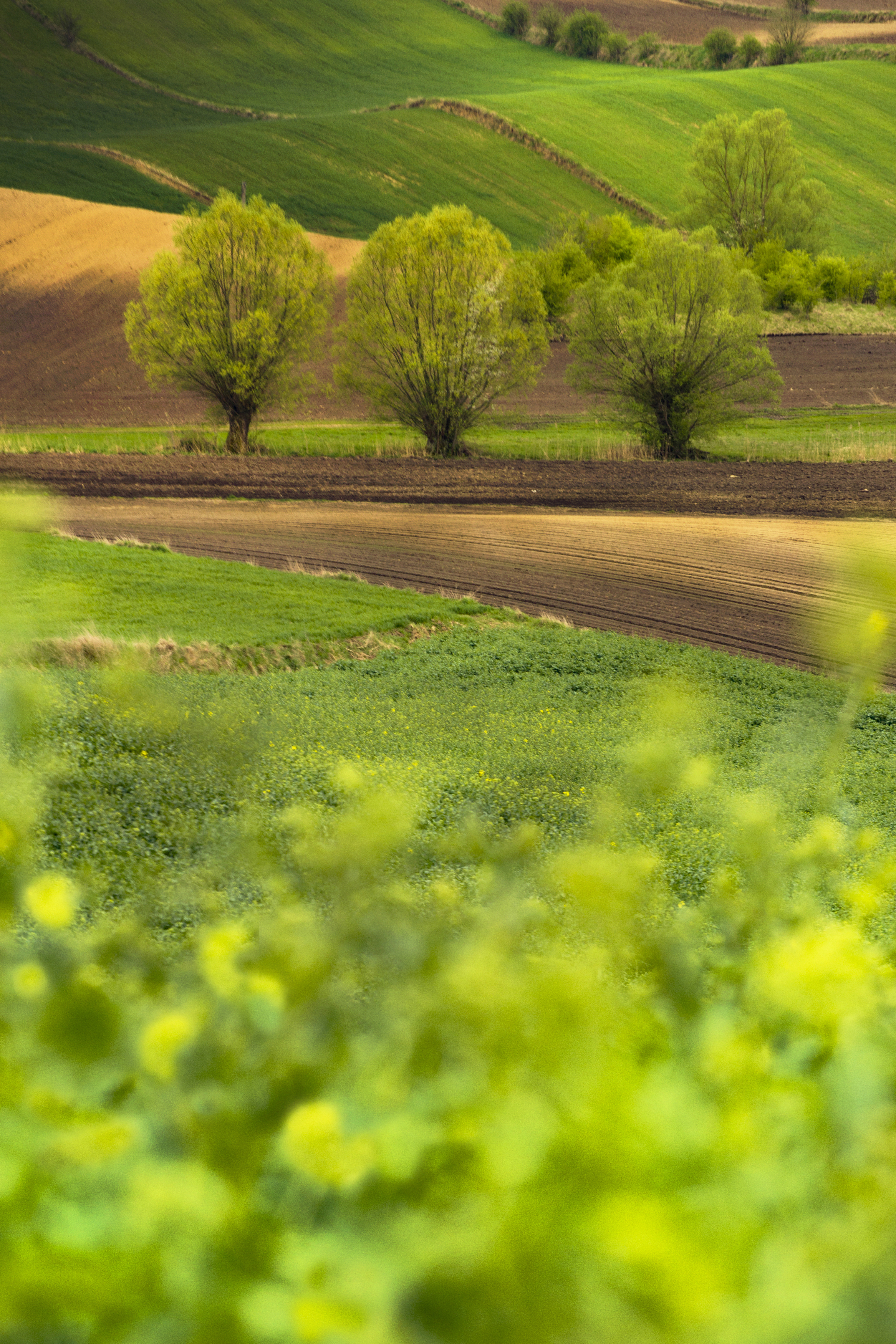 Agricultural, Field, Tree, Landscape, Natur, Scenics - Nature  Agriculture, Day, Green, Willows, Landscape, Rural, Ponidzie, Spring, Poland, Damian Cyfka