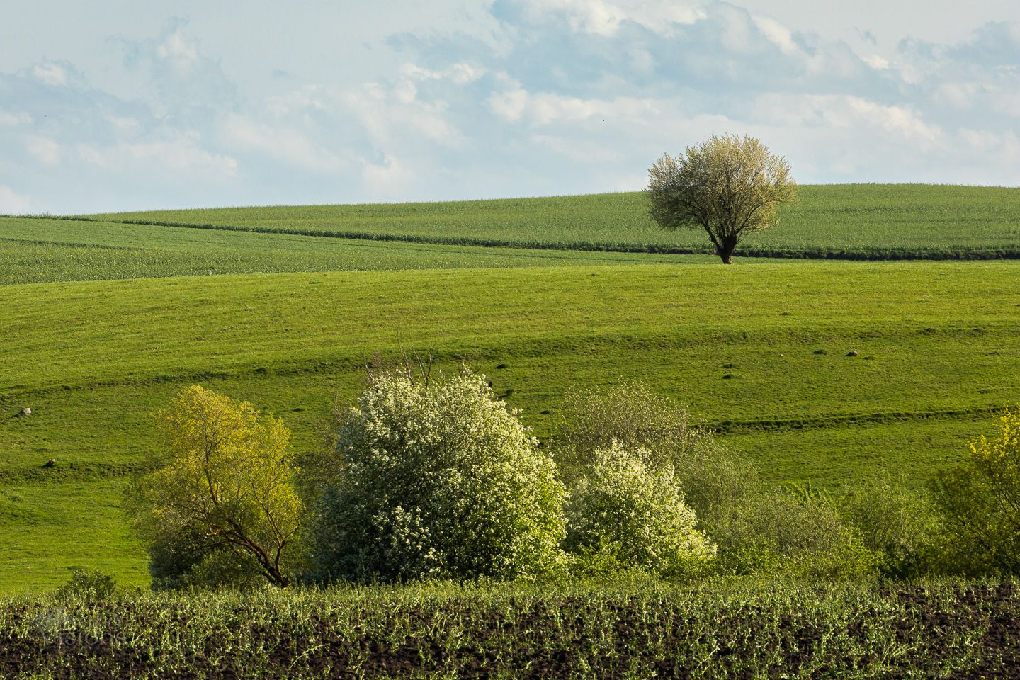 spring,springtime,rural,tree,sunny,green,landscape,, Photo Visions