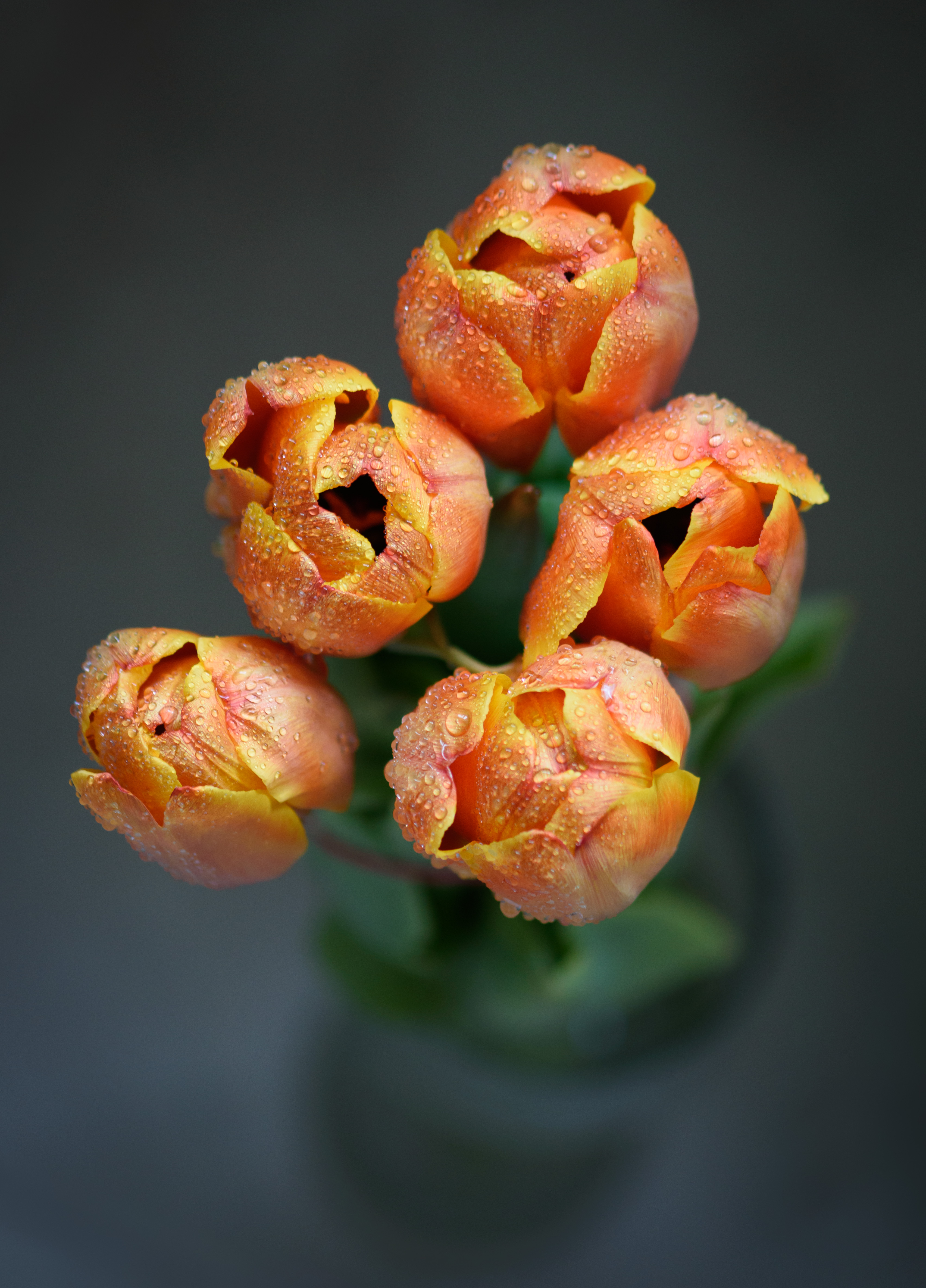 tulip flowers тюльпаны цветы букет, Мария Рохмистрова