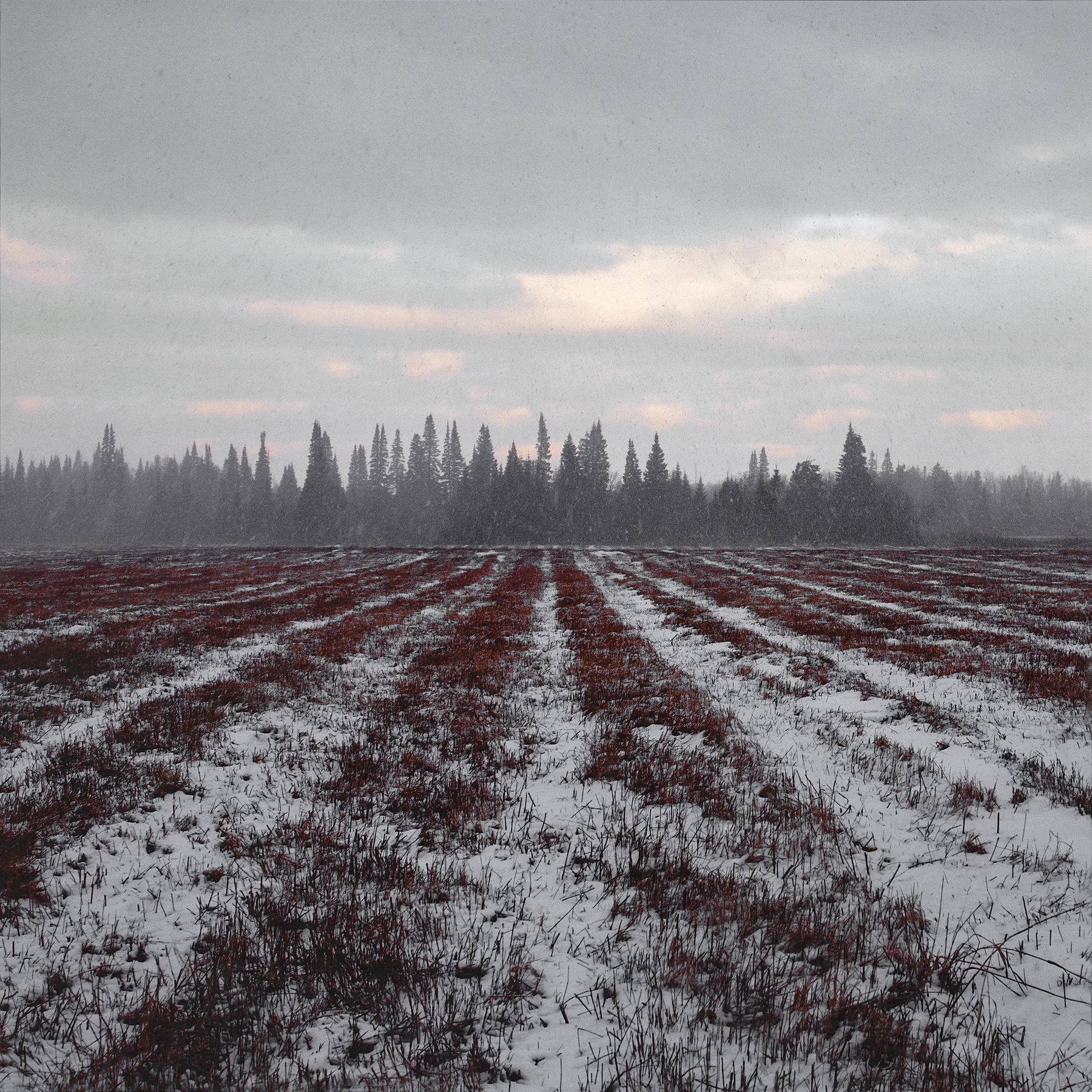 Зима, Лес, Поле, Сибирь, Снег, Цвелёв Дмитрий