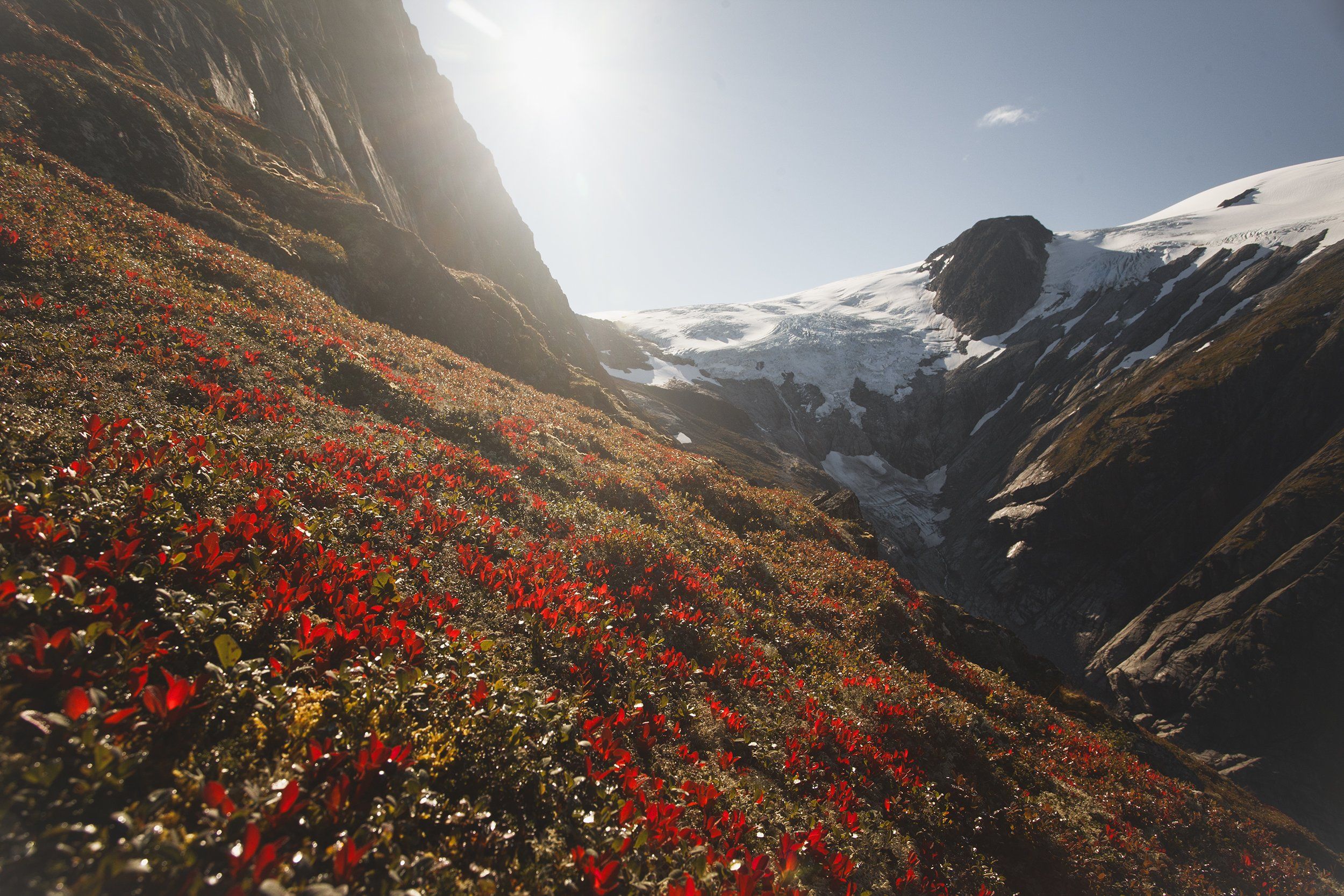 горы, норвегия, цветы, пейзаж, вершина, скандинавия, Олег Жуков