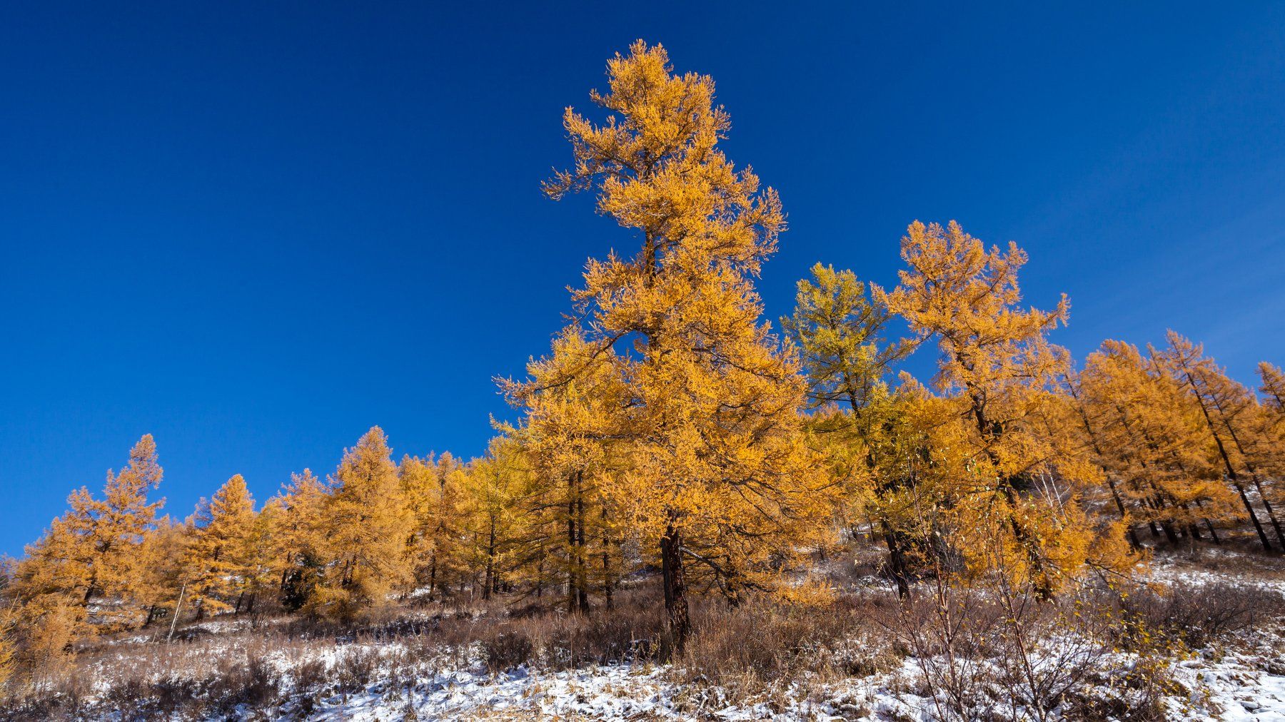 Лес, горы, снег, осень, деревья, лиственница, Алтай, Иван Губанов