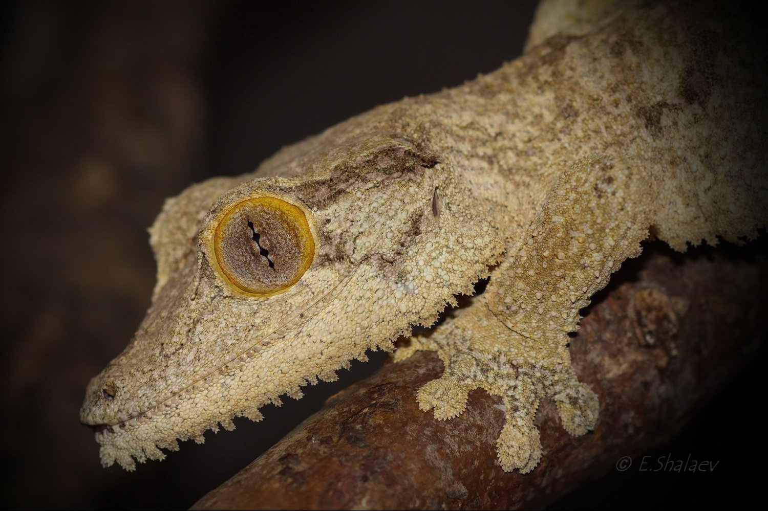 Uroplatus sikorae, Геккон, Плоскохвостый геккон, Рептилии, Ящерица, Евгений