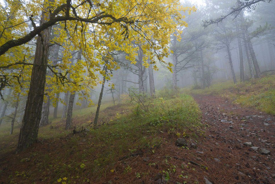 , Саша  Вайсберг / Waldschnepfe /