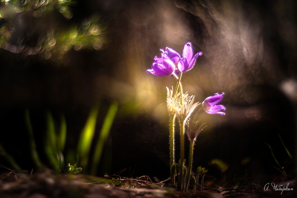 сон трава, весна, цветы, Александр Чибиркин