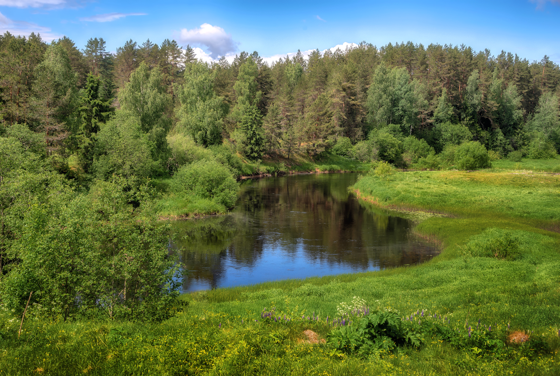 река, лес, июнь, Сергей Аникин