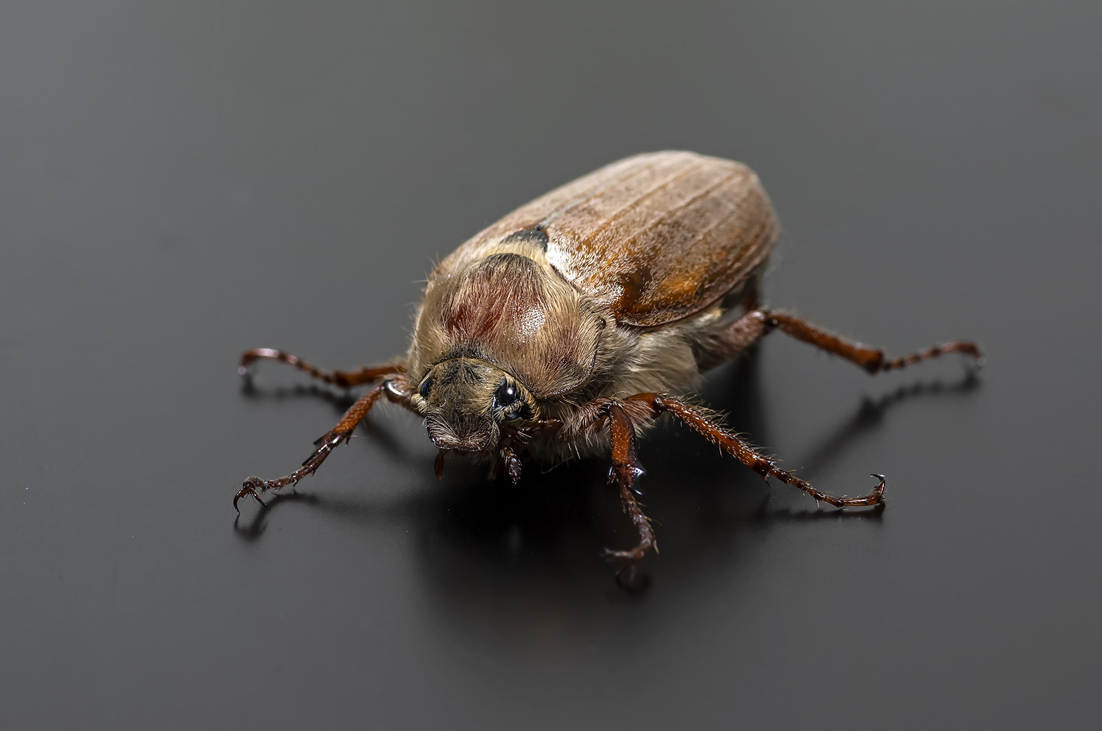природа, насекомые, жуки, майский жук, Александр Земляной
