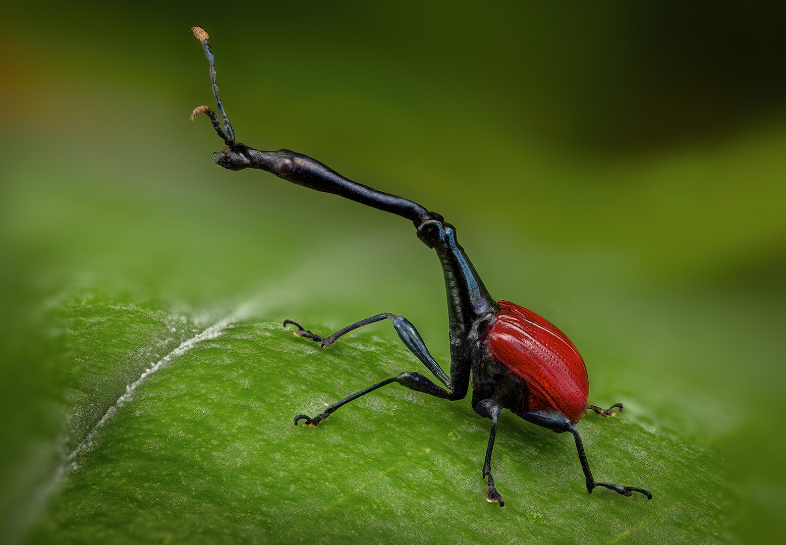 trachelophorus, giraffa, Kavaliauskas Eugenijus