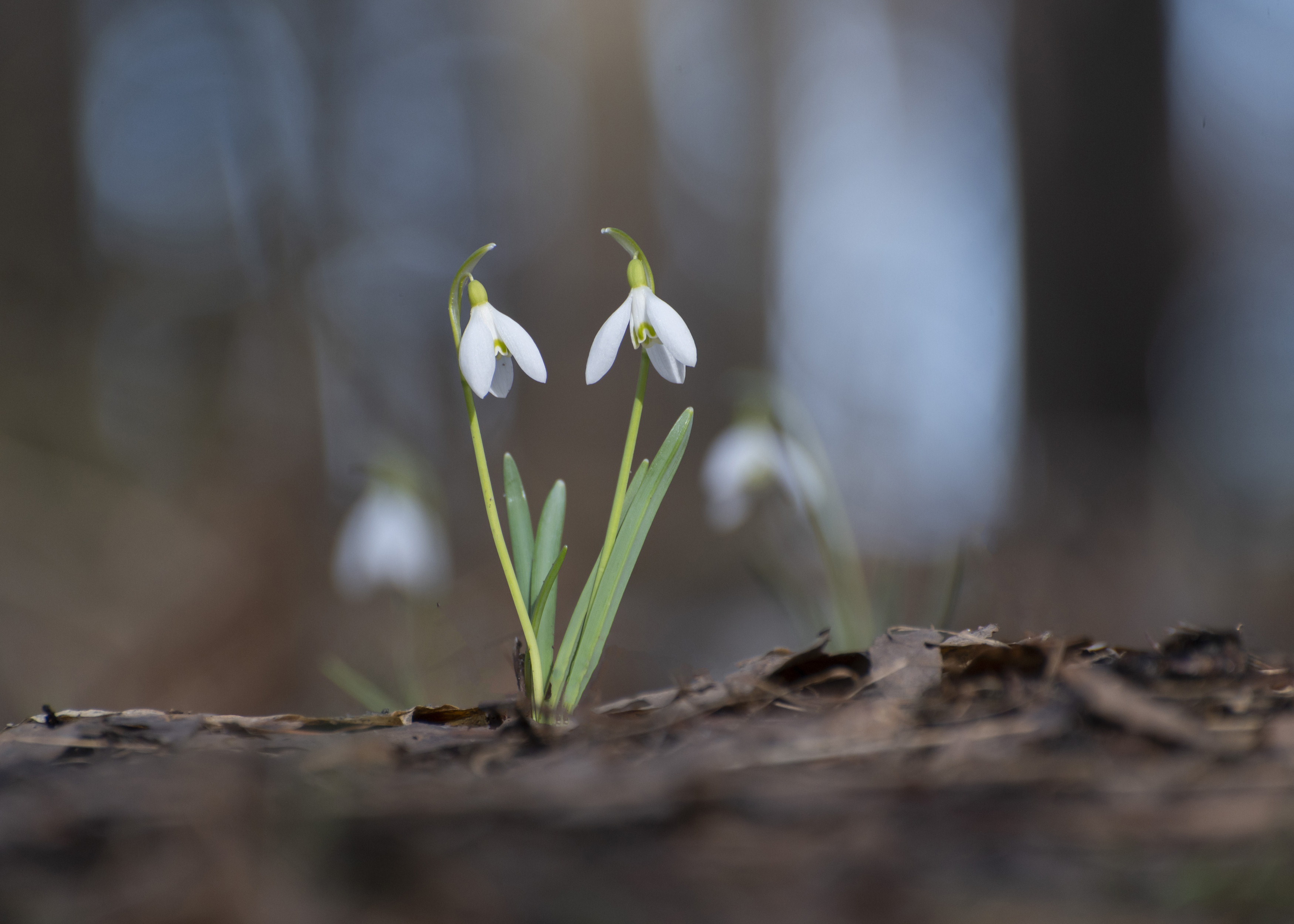 цветы,природа, весна, Андрей Киселёв